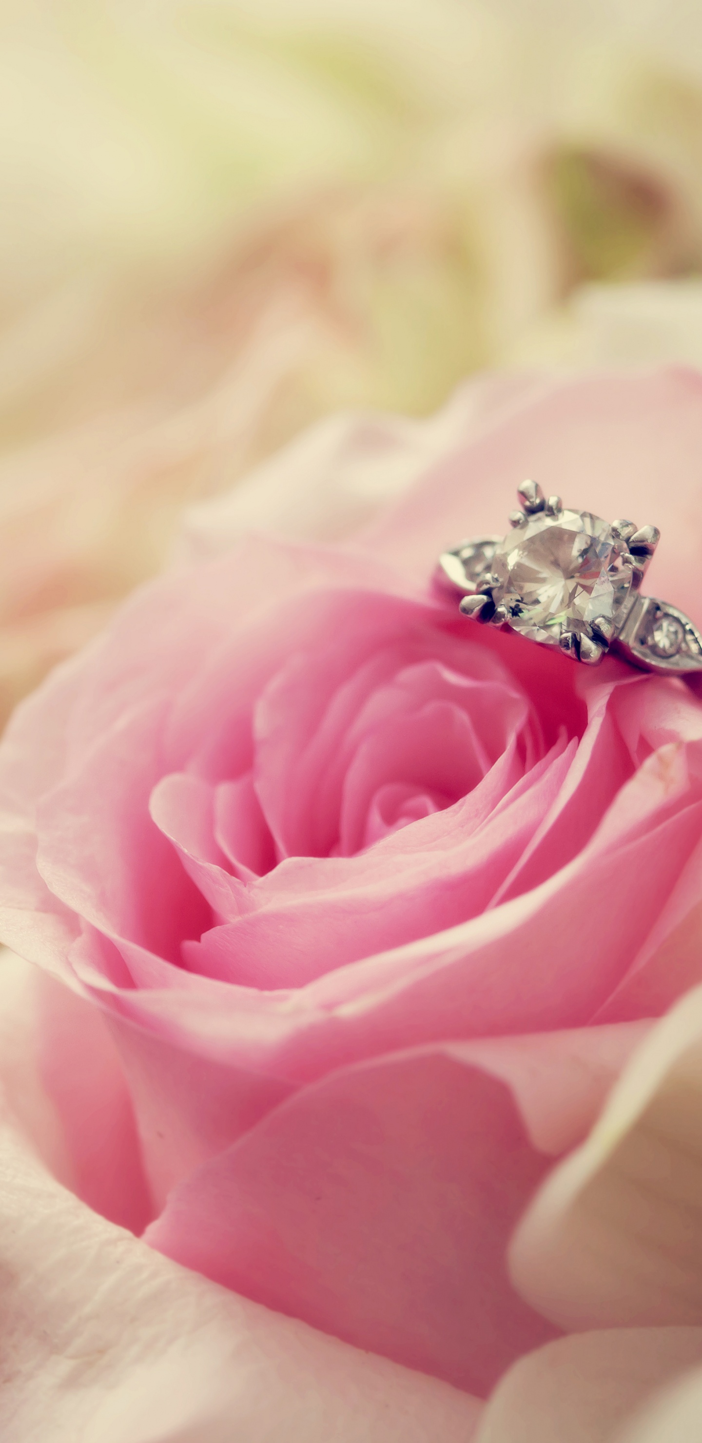 Обои розовый, сад роз, цветок, лепесток, Роза в разрешении 1440x2960