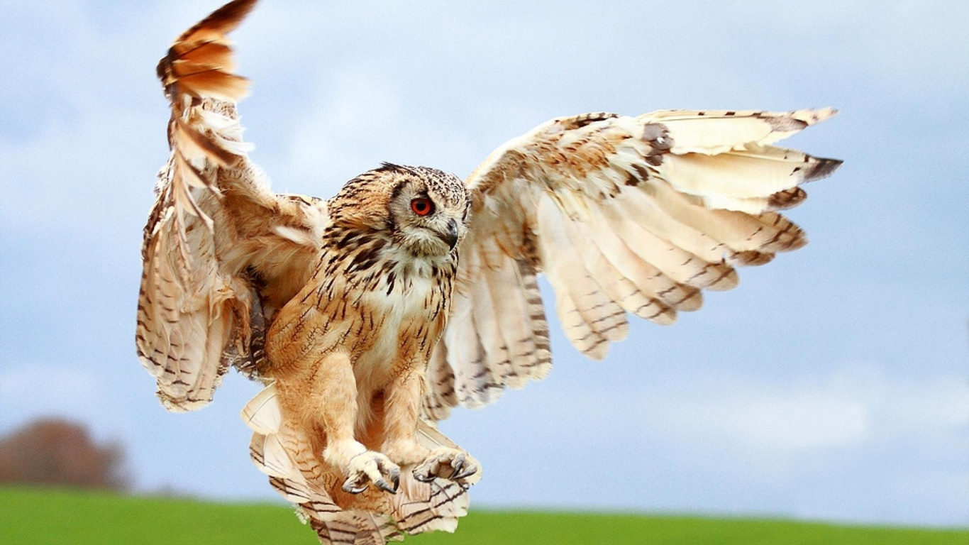 Обои сова, хищная птица, крыло, клюв, живая природа в разрешении 1366x768