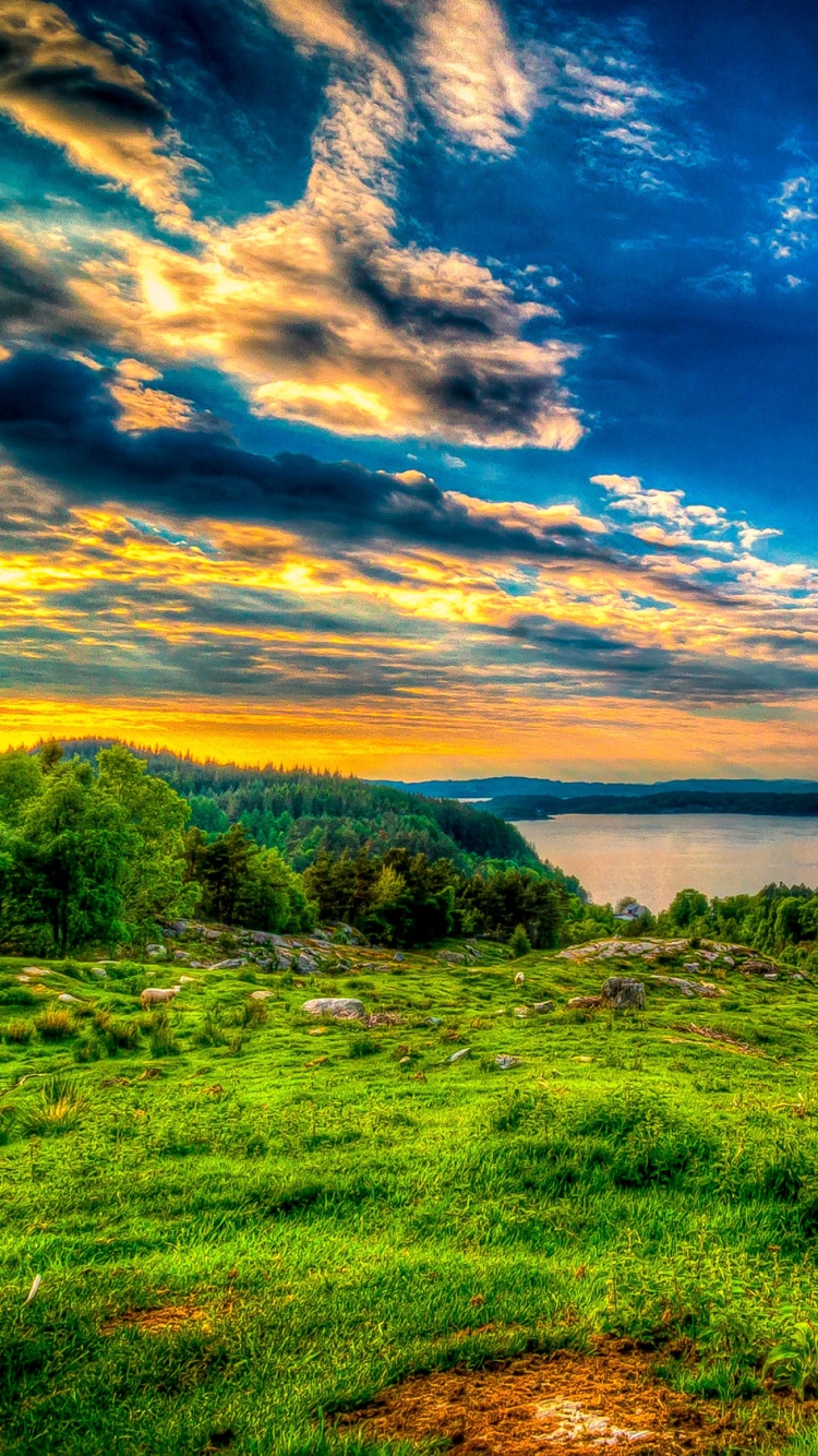 Обои природа, растительность, сенокосное угодье, утро, природный заповедник в разрешении 750x1334