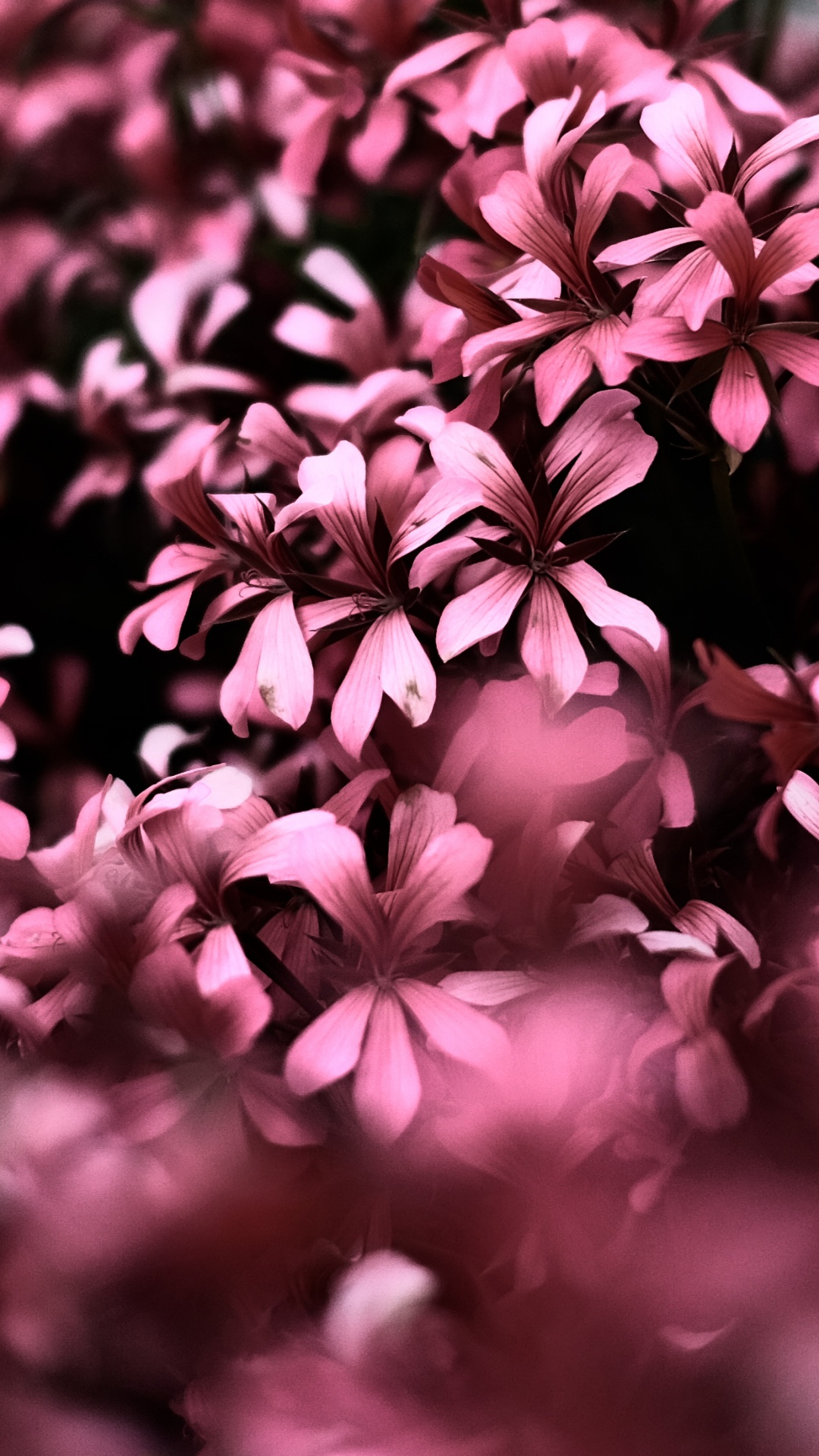 Обои розовый, цветок, пурпур, лепесток, сирень в разрешении 1080x1920