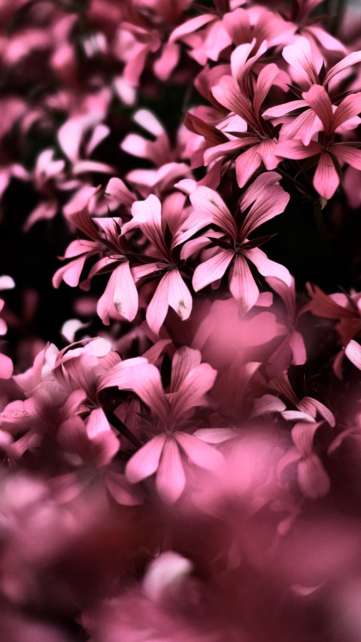 Обои розовый, цветок, пурпур, лепесток, сирень в разрешении 720x1280