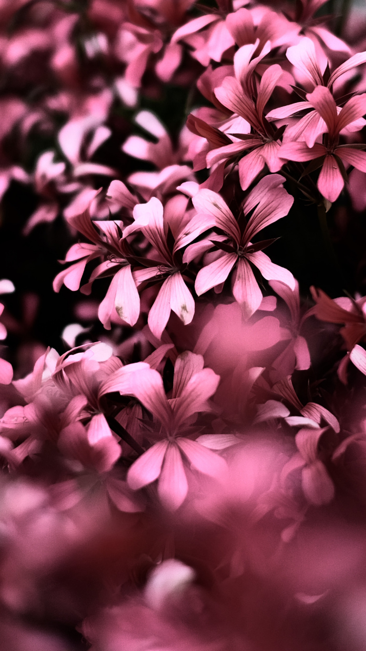 Обои розовый, цветок, пурпур, лепесток, сирень в разрешении 750x1334