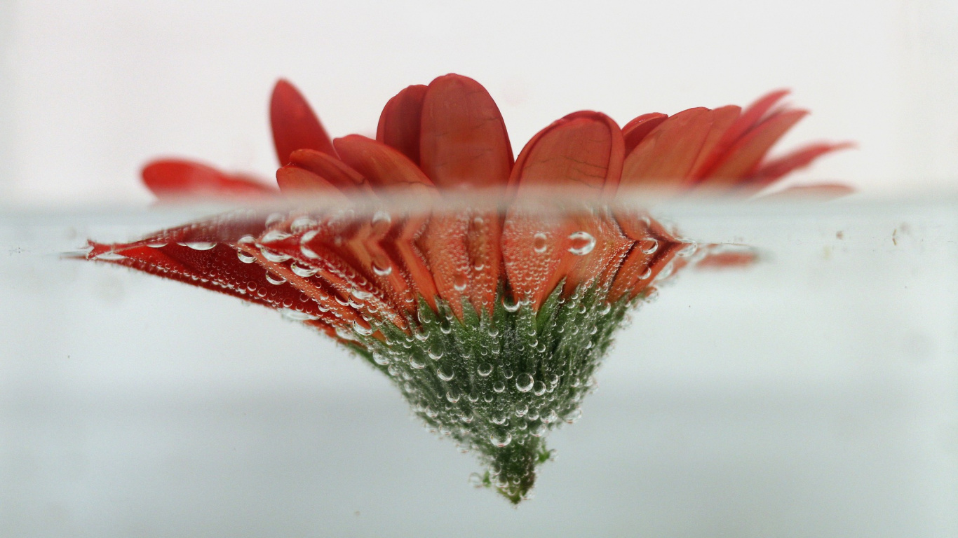Обои цветок, Маргаритка barberton, вода, красный цвет, гербера в разрешении 1366x768