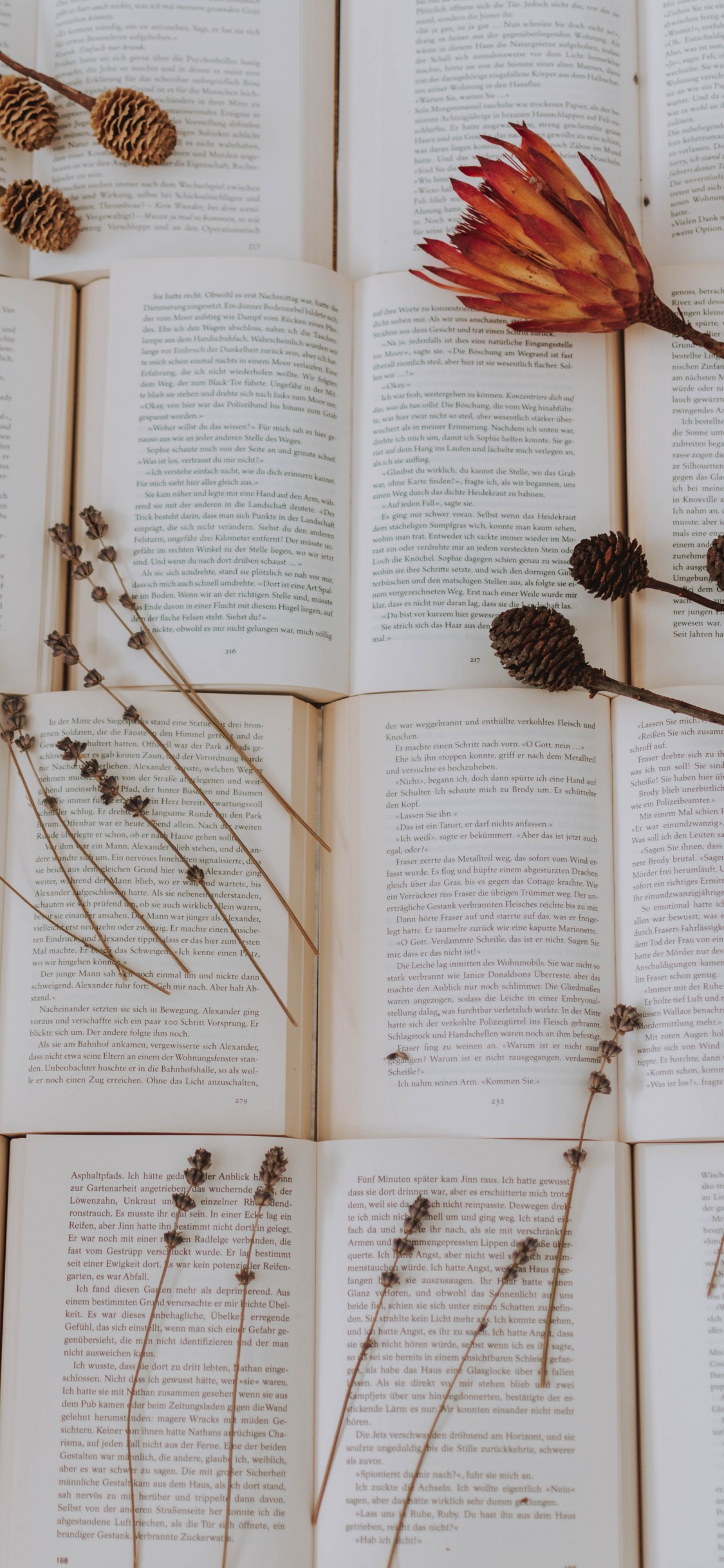 Обои прут, ботаники, семейство травы, ветвь, растение в разрешении 1125x2436