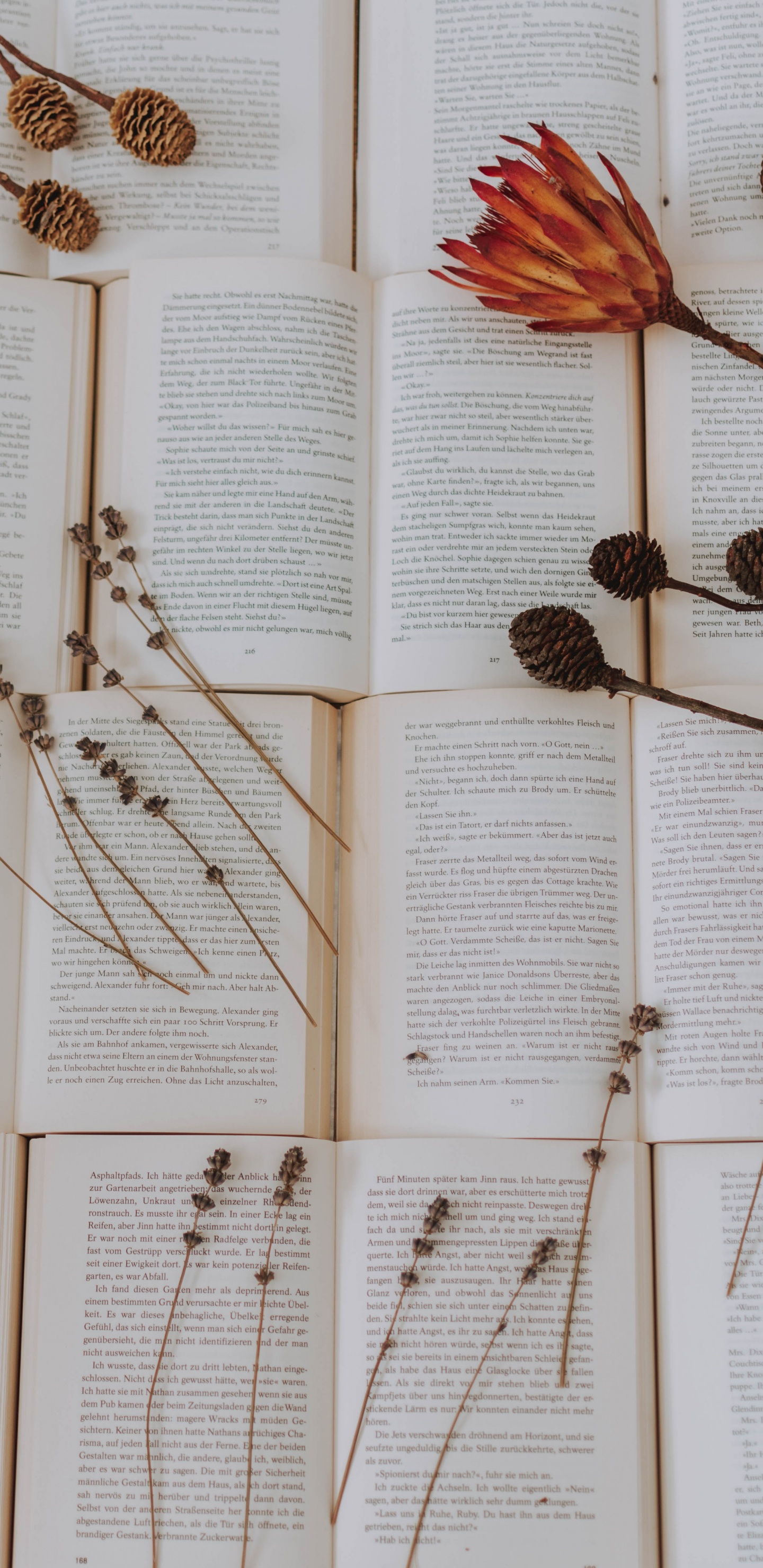 Обои прут, ботаники, семейство травы, ветвь, растение в разрешении 1440x2960