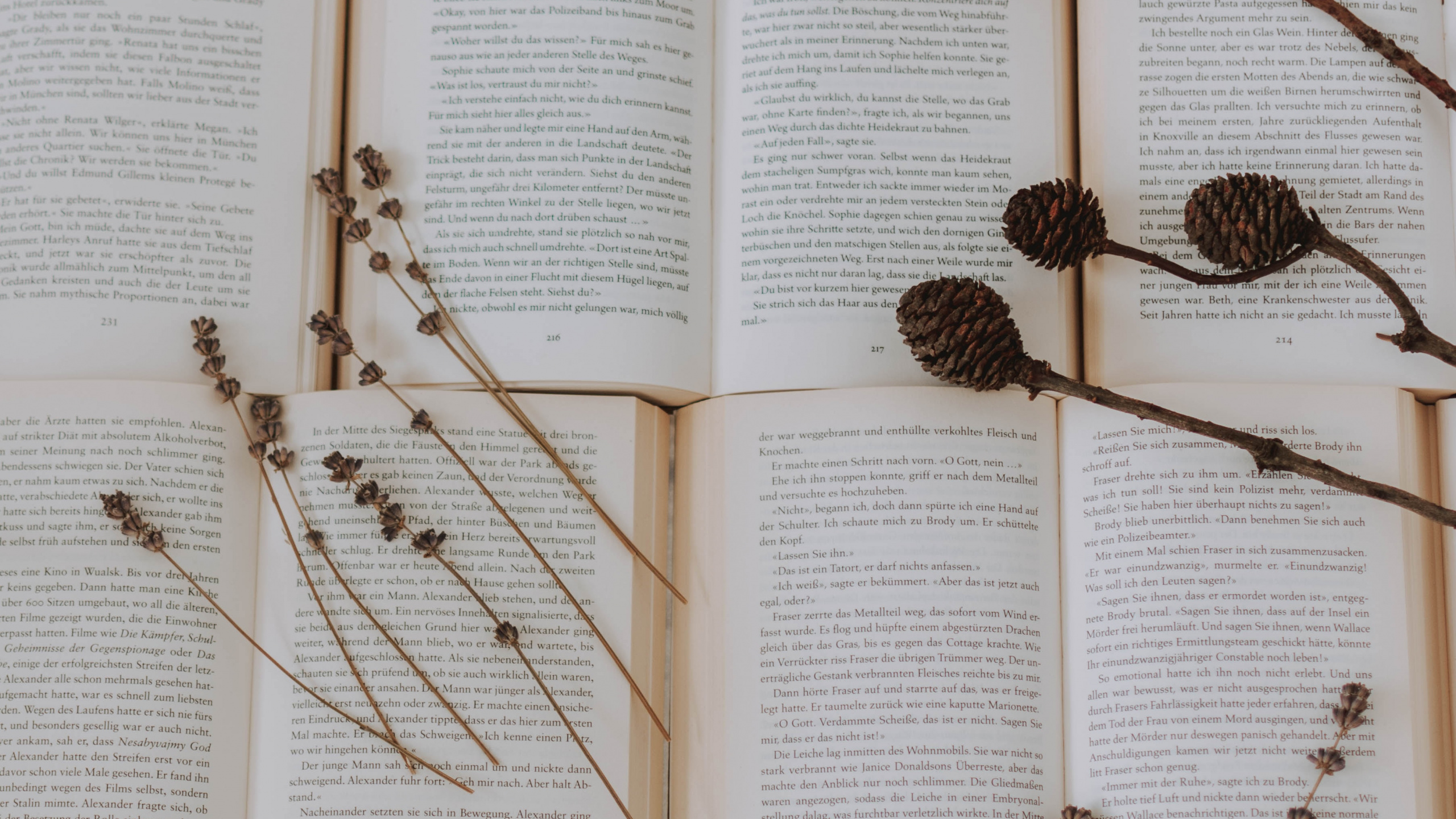 Обои прут, ботаники, семейство травы, ветвь, растение в разрешении 2560x1440