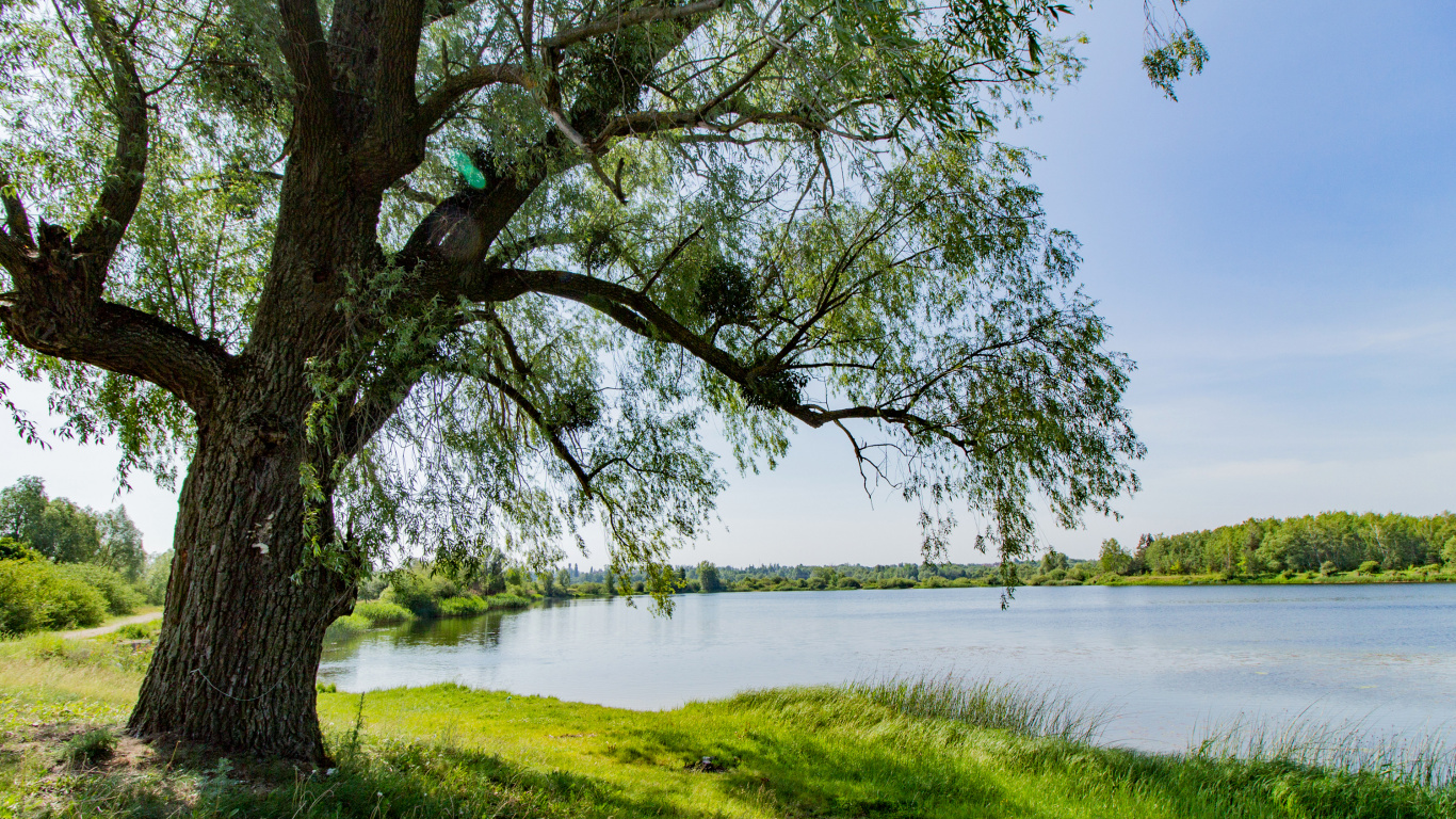 Обои вода, дерево, природа, растительность, Банк в разрешении 1366x768