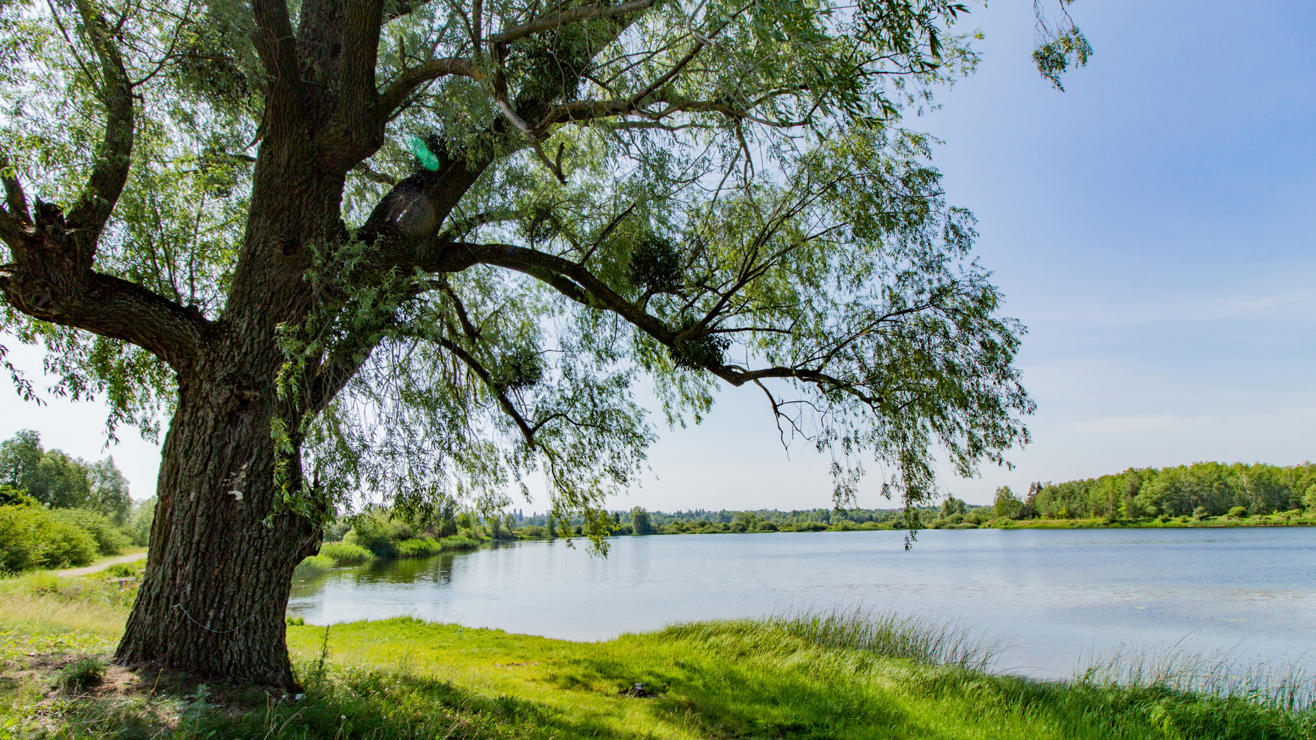 Обои вода, дерево, природа, растительность, Банк в разрешении 1920x1080