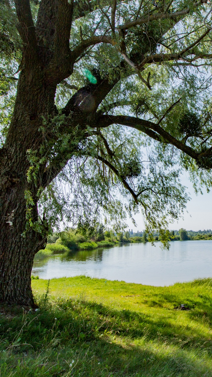 Обои вода, дерево, природа, растительность, Банк в разрешении 720x1280