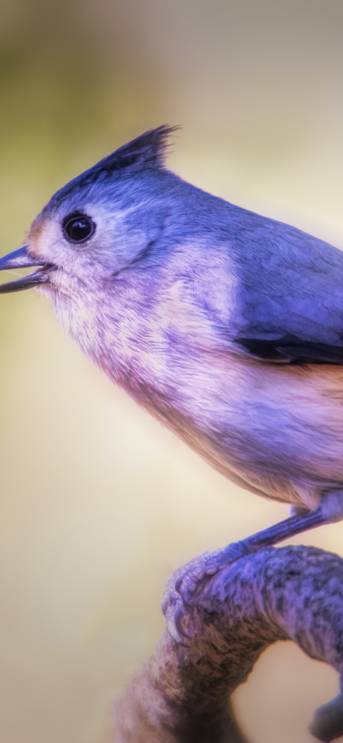 Обои клюв, голубая сойка, Хохлатая синица, птица, Синяя птица в разрешении 1125x2436