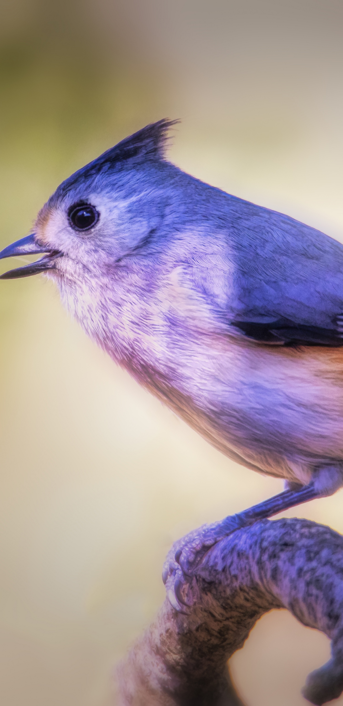 Обои клюв, голубая сойка, Хохлатая синица, птица, Синяя птица в разрешении 1440x2960