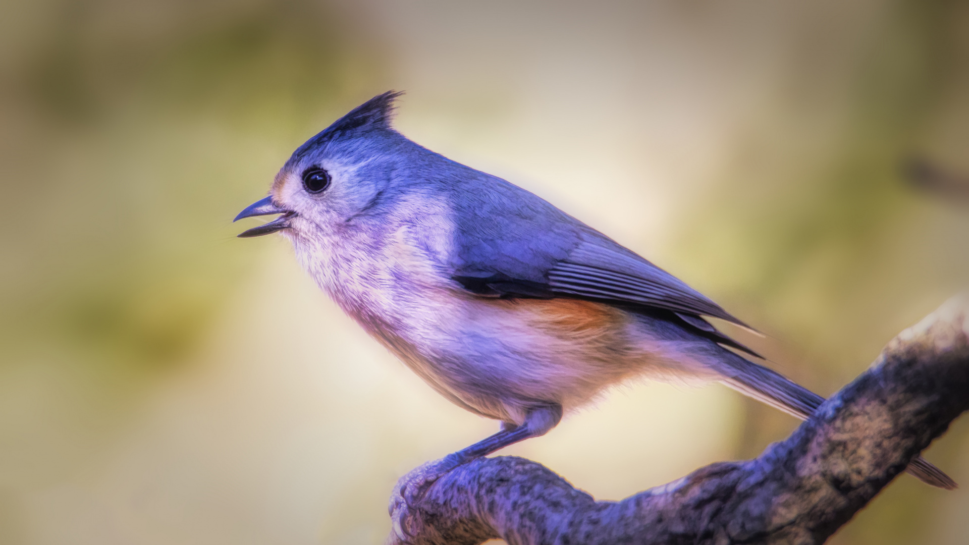 Обои клюв, голубая сойка, Хохлатая синица, птица, Синяя птица в разрешении 1920x1080