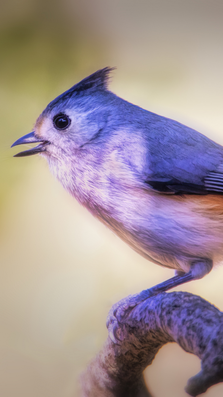 Обои клюв, голубая сойка, Хохлатая синица, птица, Синяя птица в разрешении 750x1334