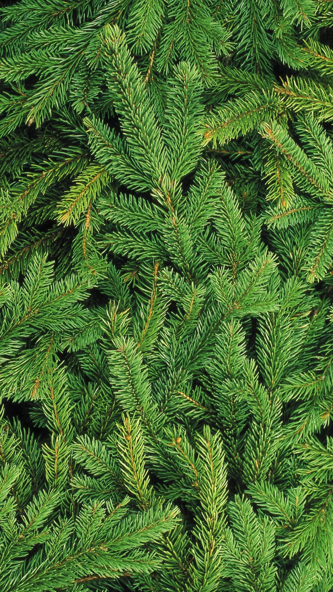 Обои Новый год, Рождество, Рождественский день, яблоко, ios в разрешении 1080x1920