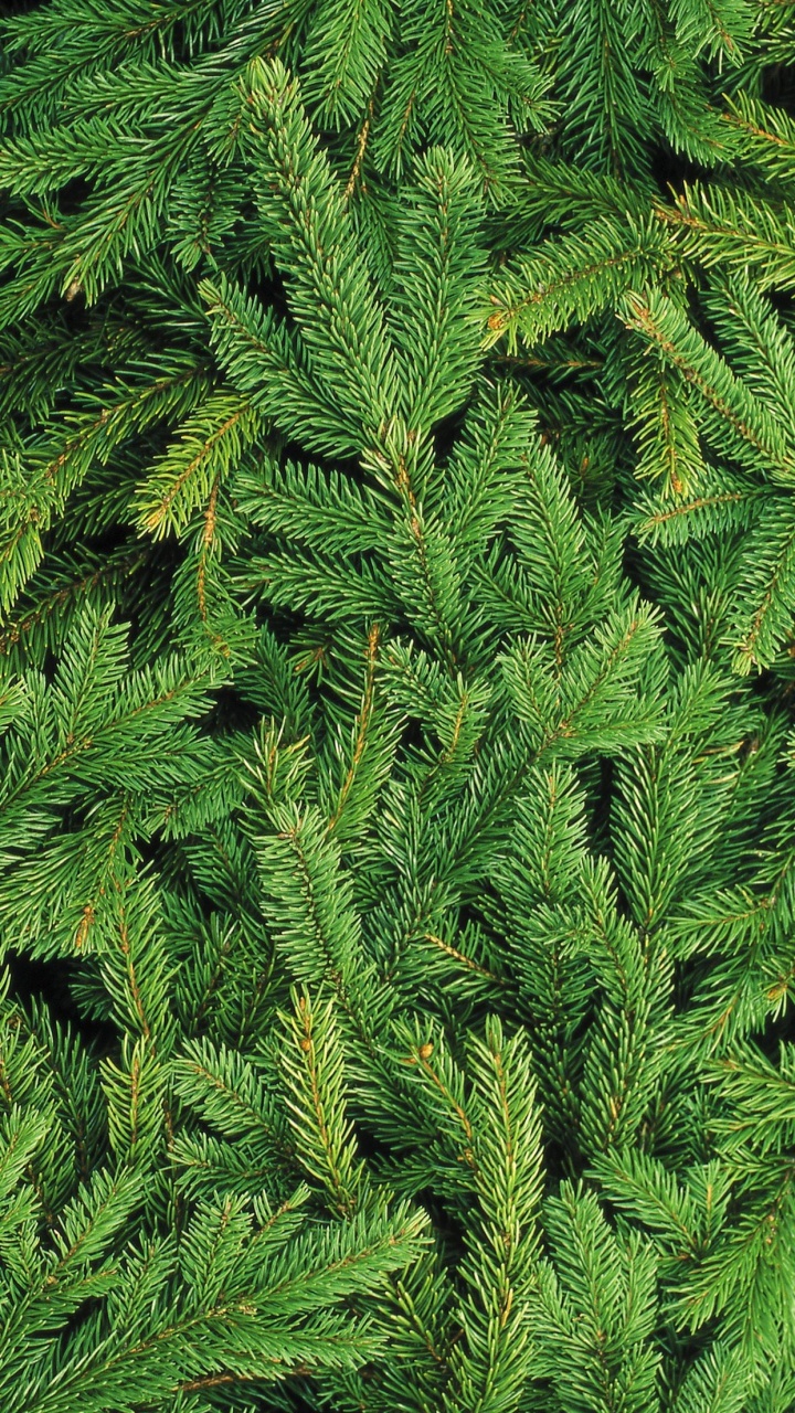 Обои Новый год, Рождество, Рождественский день, яблоко, ios в разрешении 720x1280