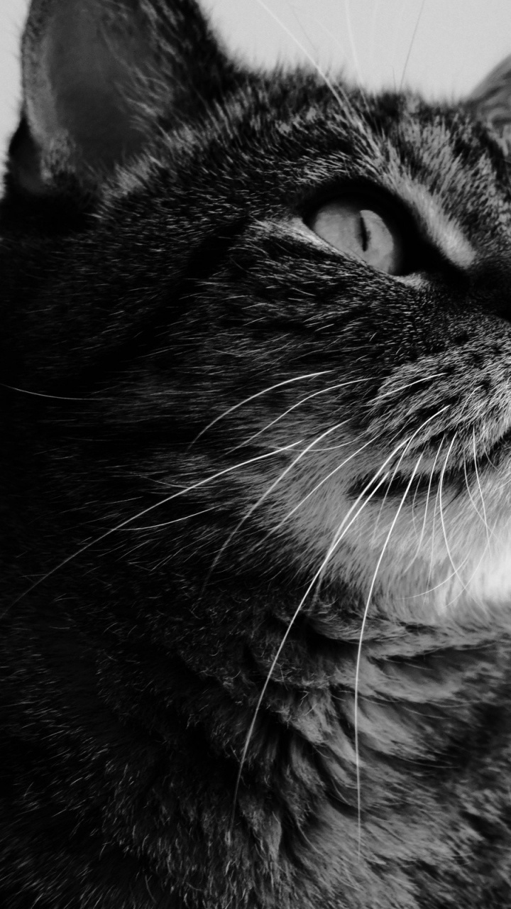 Обои котенок, кошачьих, нос, черный и белый, кошачьи в разрешении 720x1280