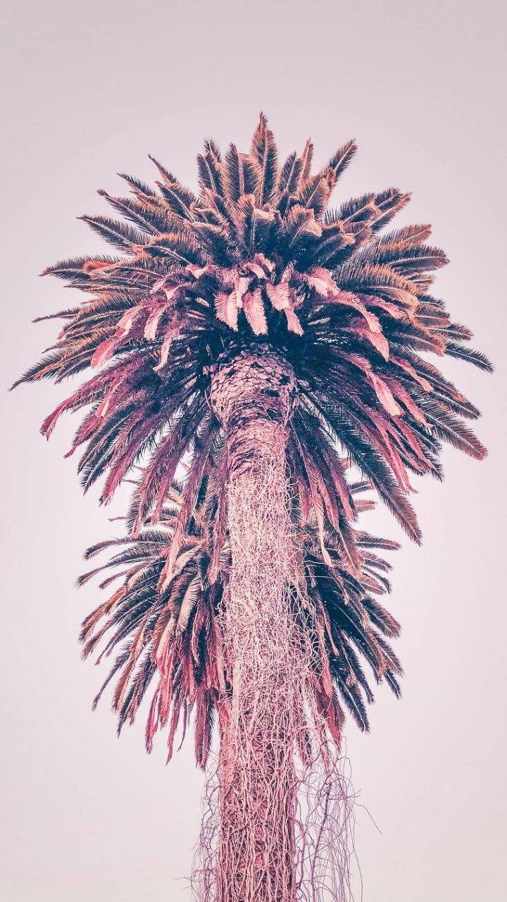 Обои borassus flabellifer, растение, ладонь, финиковая пальма, наука в разрешении 720x1280