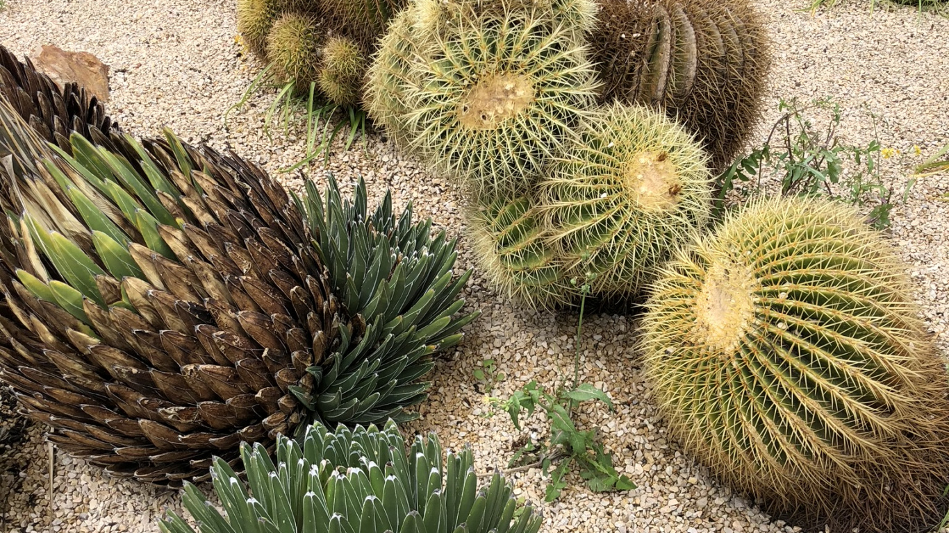 Обои кактус, растительное сообщество, пейзаж, адаптация, ботаники в разрешении 1366x768