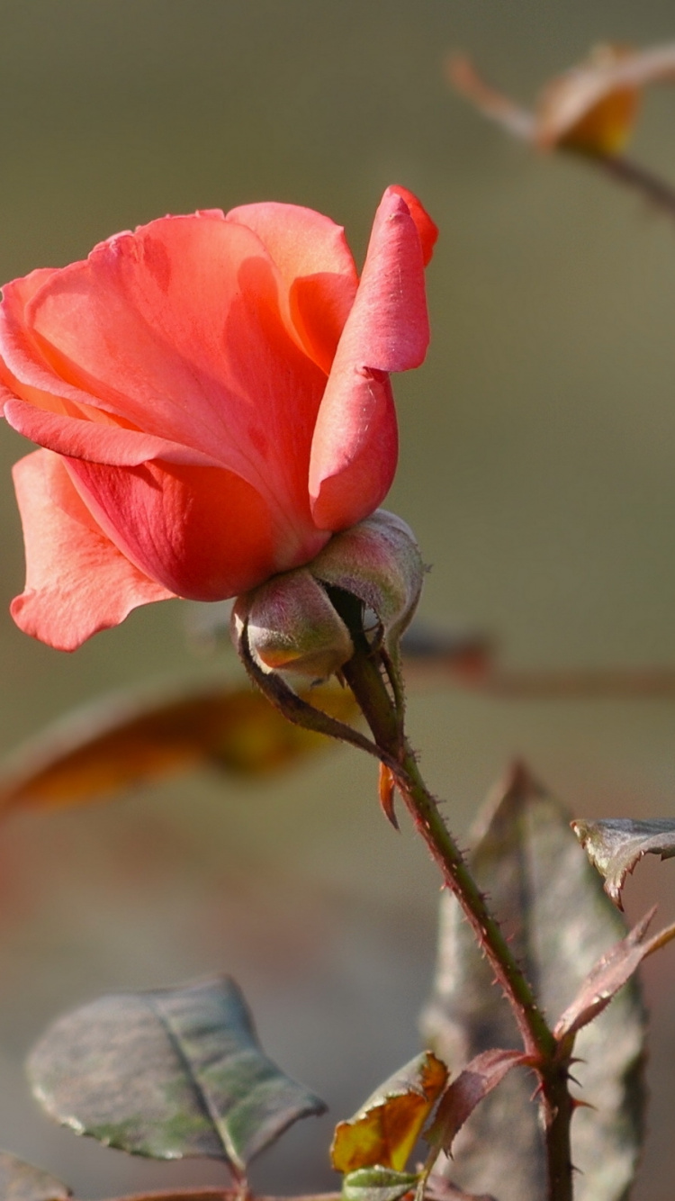 Обои Роза, лепесток, розовый, растение, бутон в разрешении 750x1334