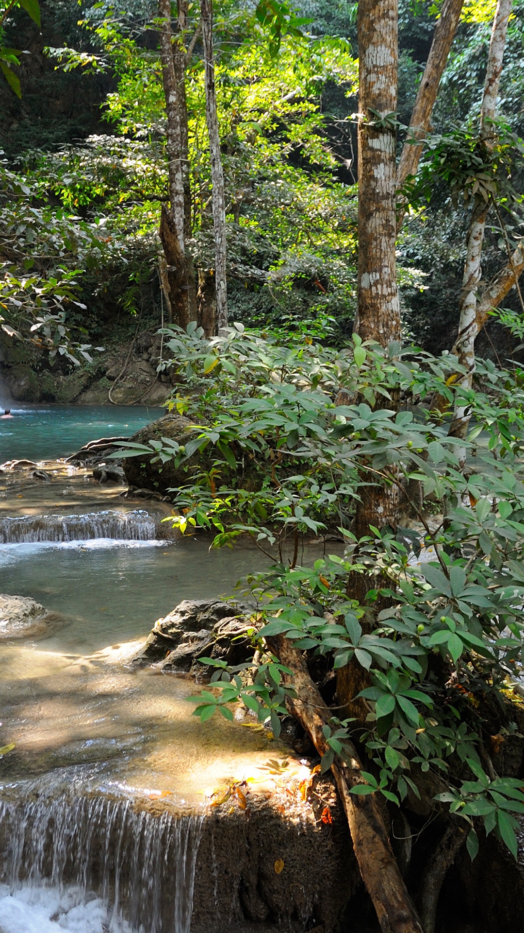 Обои дерево, водопад, водоток, водоем, гидроресурсы в разрешении 1080x1920