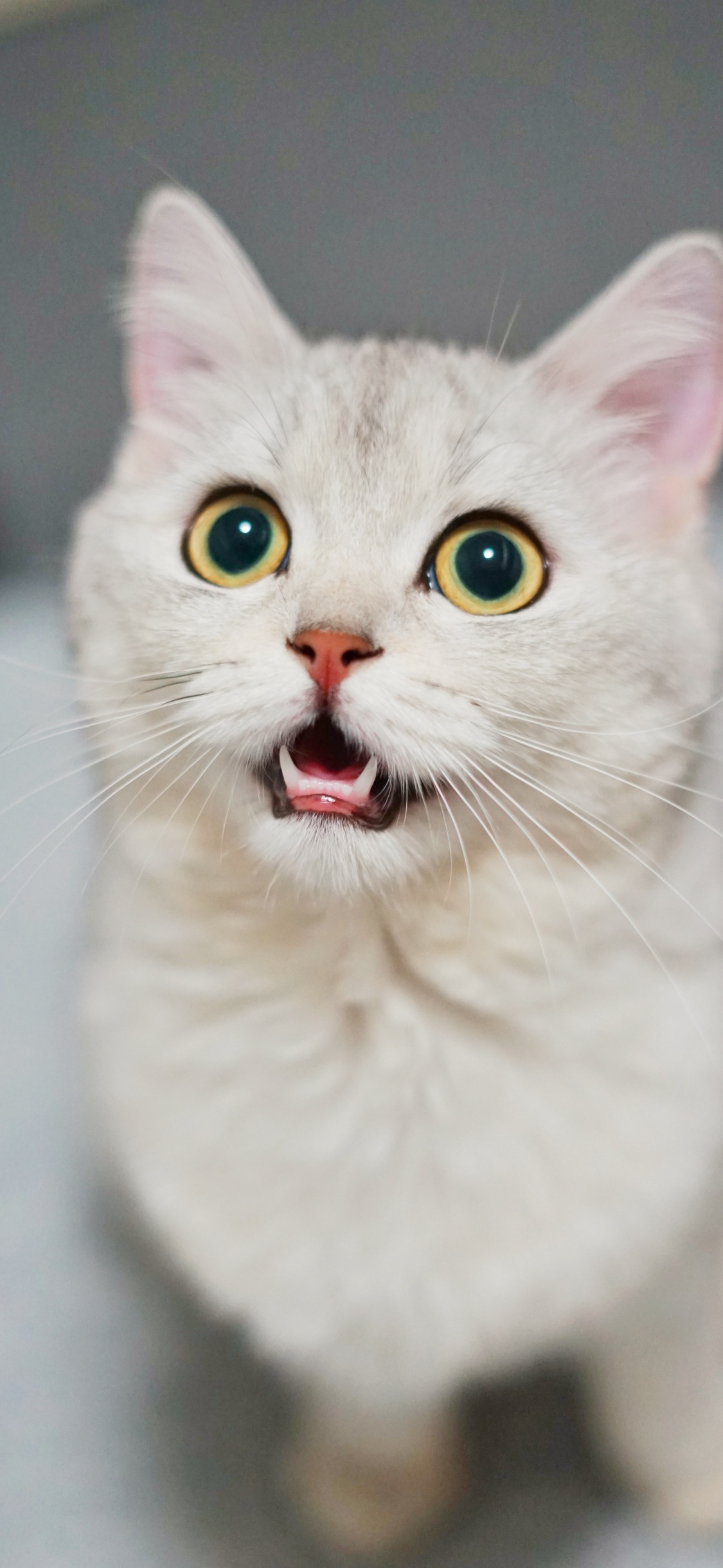 Обои кот, смешной кот смешной, датский дог, бурмилла, Гавана Браун в разрешении 1125x2436