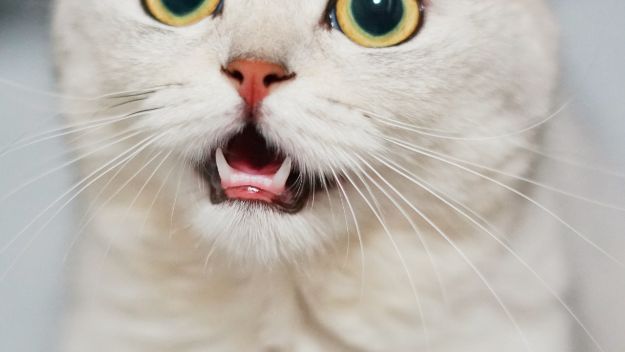 Обои кот, смешной кот смешной, датский дог, бурмилла, Гавана Браун в разрешении 1280x720