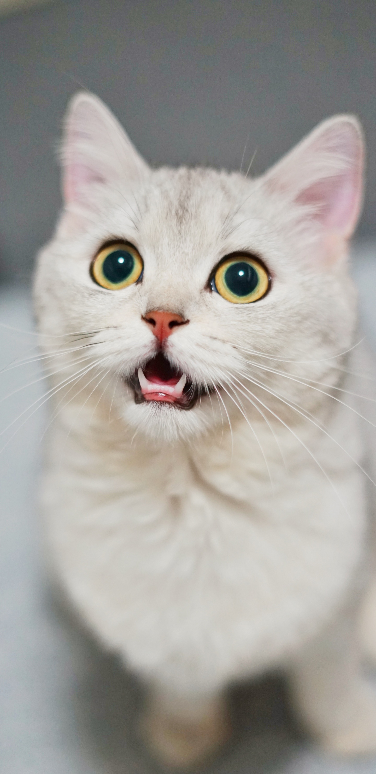 Обои кот, смешной кот смешной, датский дог, бурмилла, Гавана Браун в разрешении 1440x2960