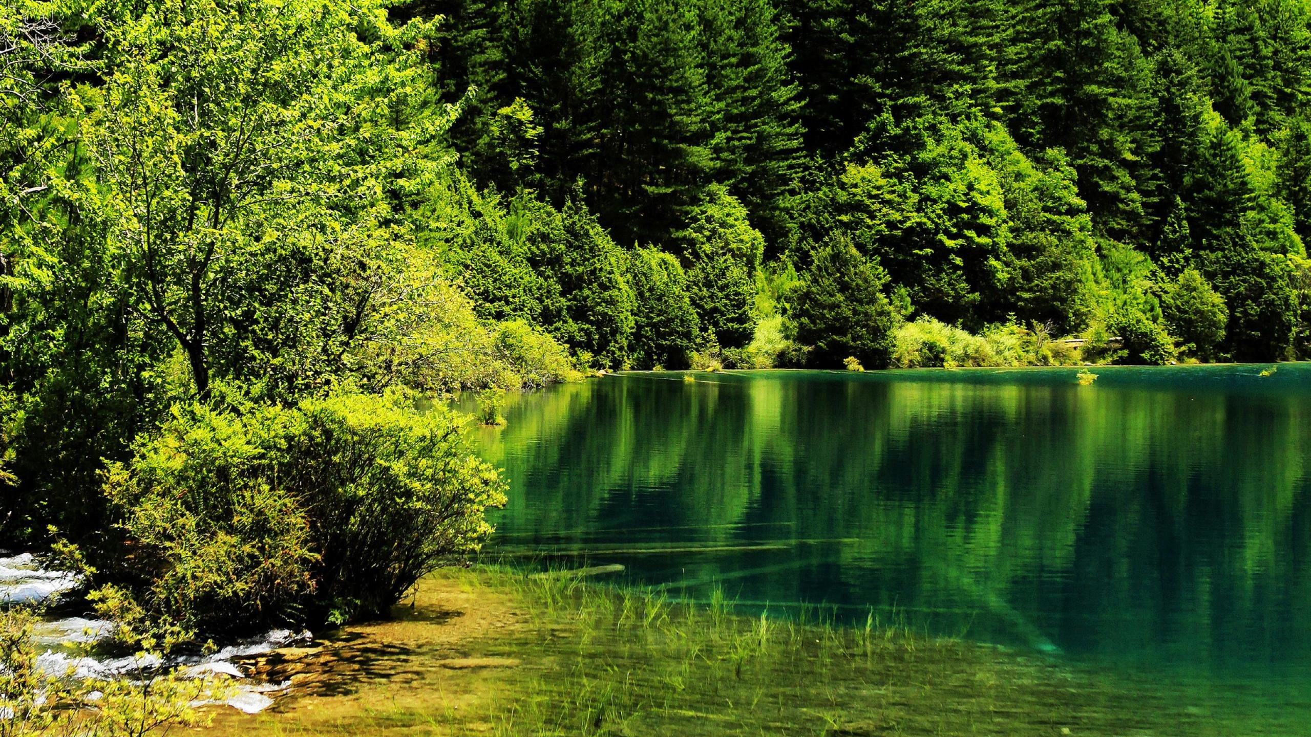 Обои национальный парк, природа, парк, зеленый, вода в разрешении 2560x1440