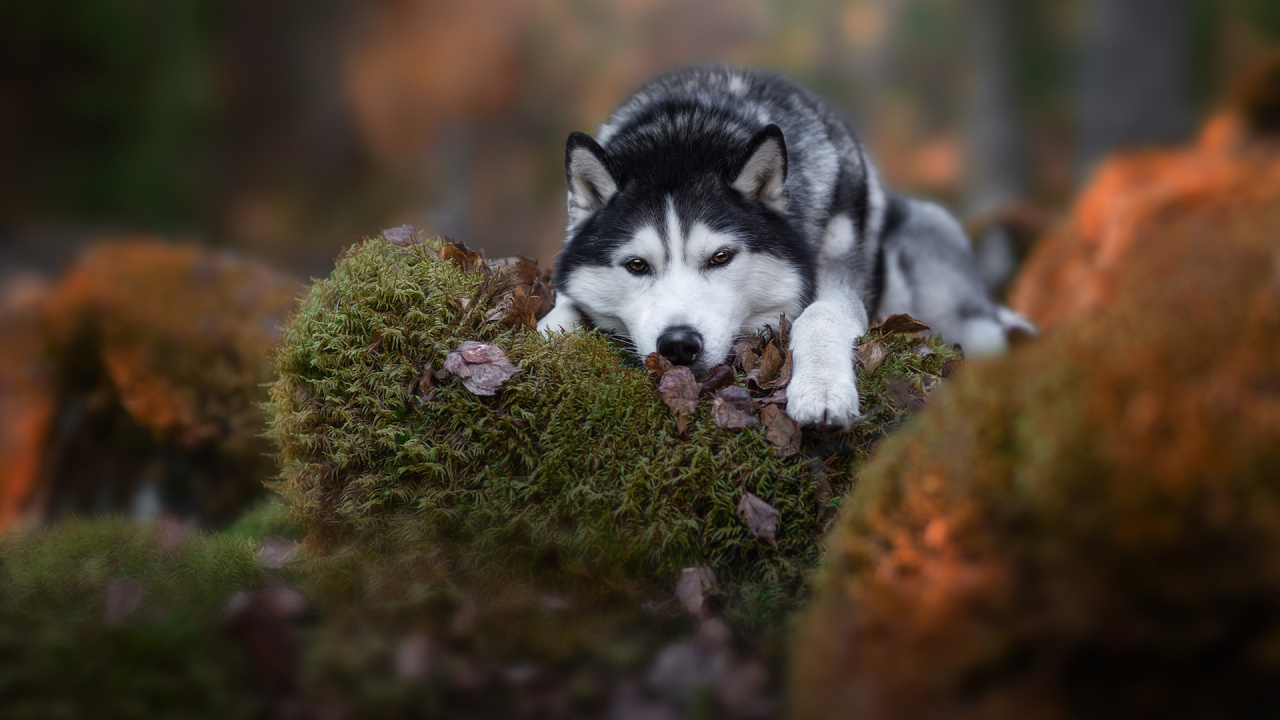 Обои Себирская Хаски, аляскинский маламут, пес, Сахалинская хаски, собака породы в разрешении 1280x720
