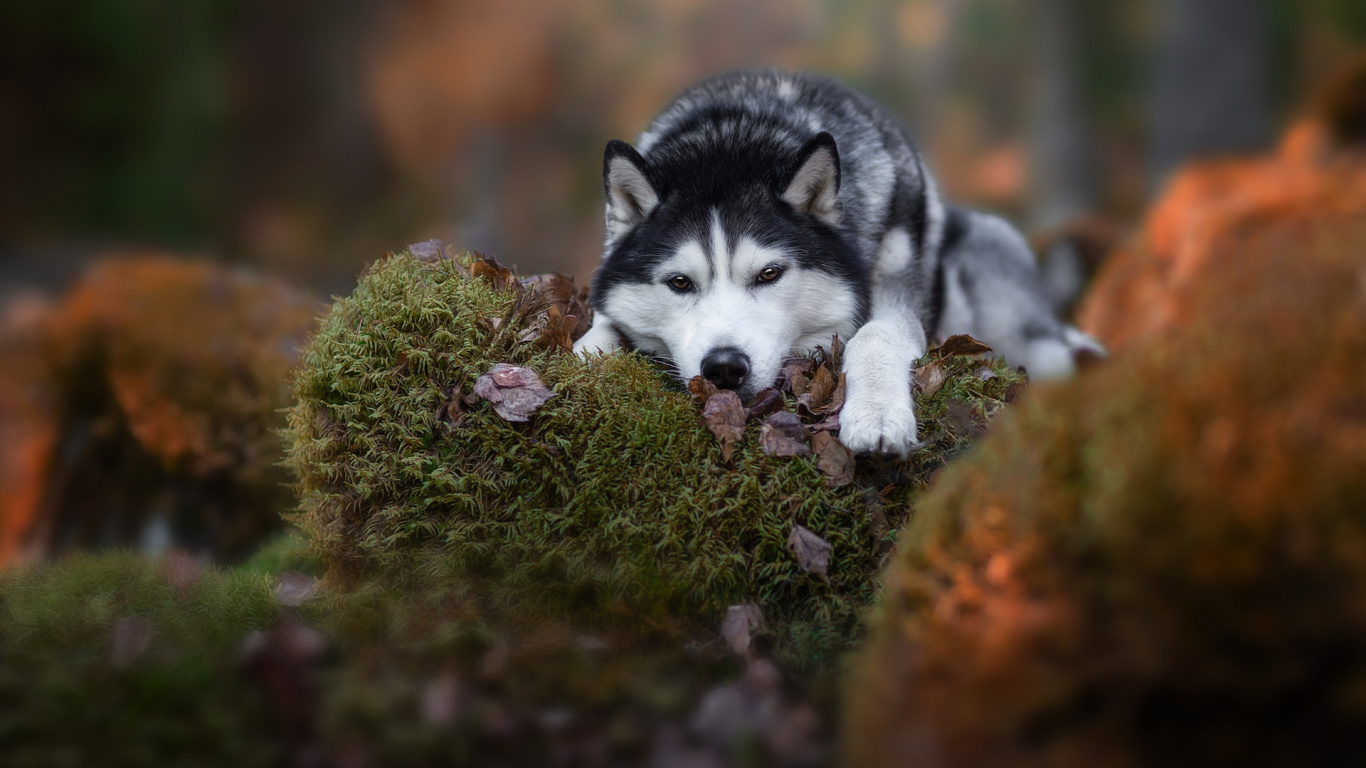 Обои Себирская Хаски, аляскинский маламут, пес, Сахалинская хаски, собака породы в разрешении 1366x768