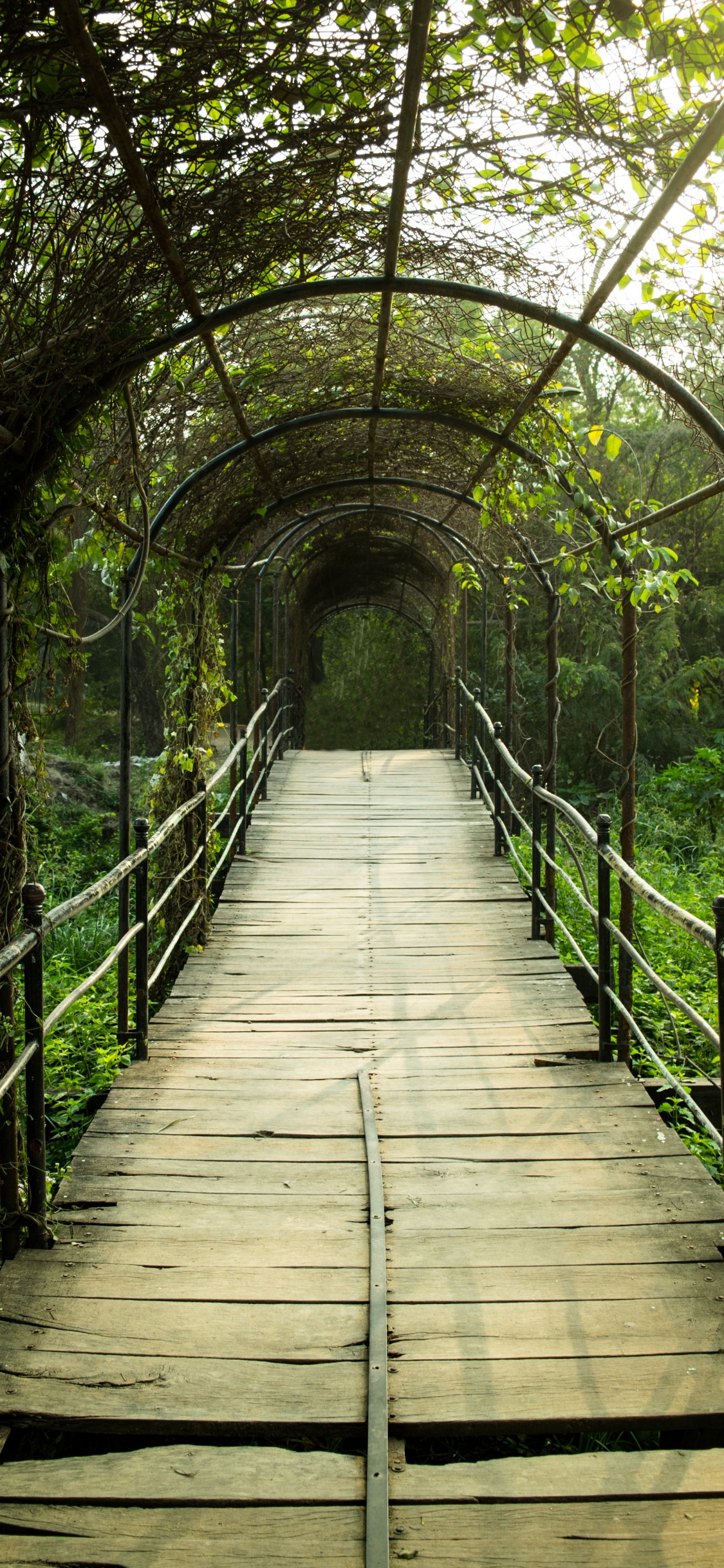 Обои природный заповедник, лес, Структура Nonbuilding, лист, дорожка в разрешении 1125x2436