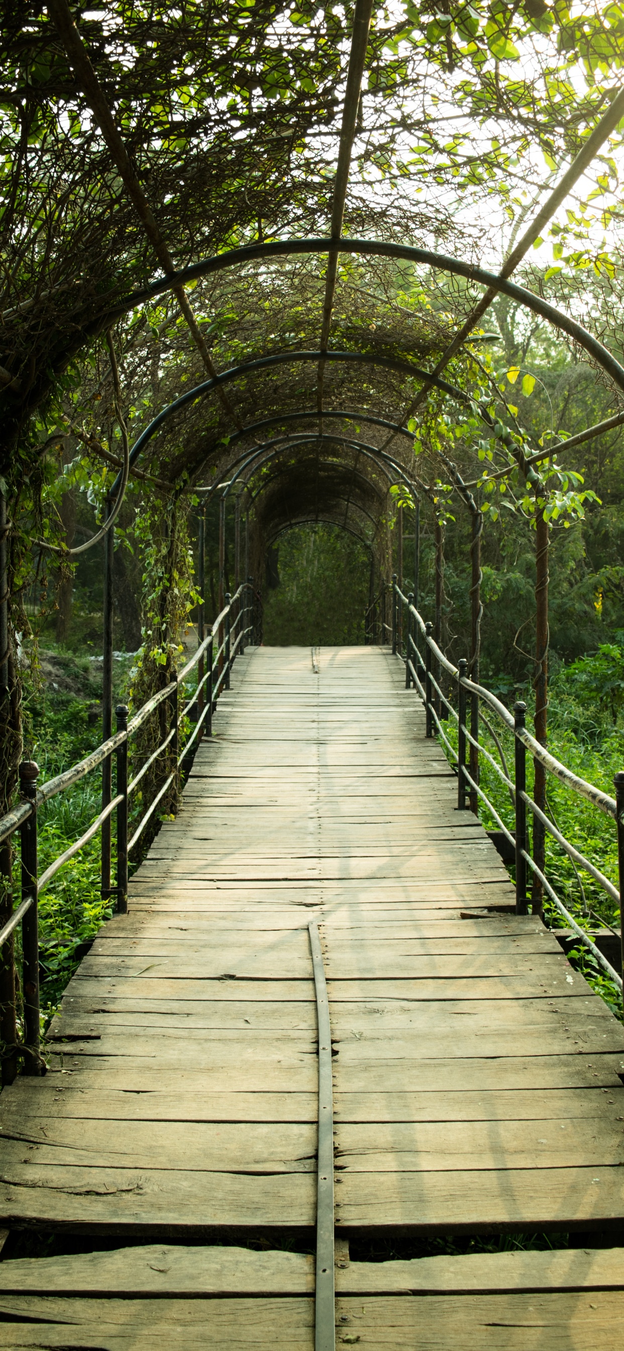 Обои природный заповедник, лес, Структура Nonbuilding, лист, дорожка в разрешении 1242x2688
