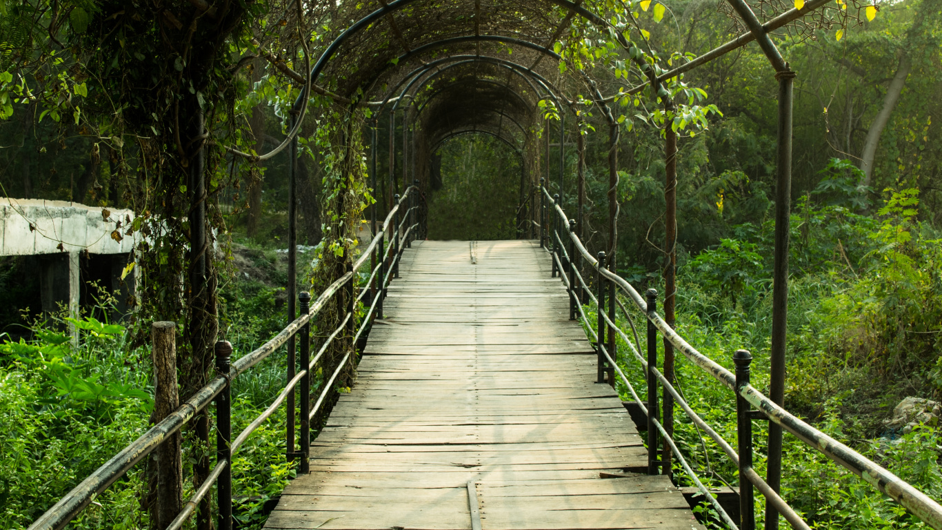 Обои природный заповедник, лес, Структура Nonbuilding, лист, дорожка в разрешении 1366x768