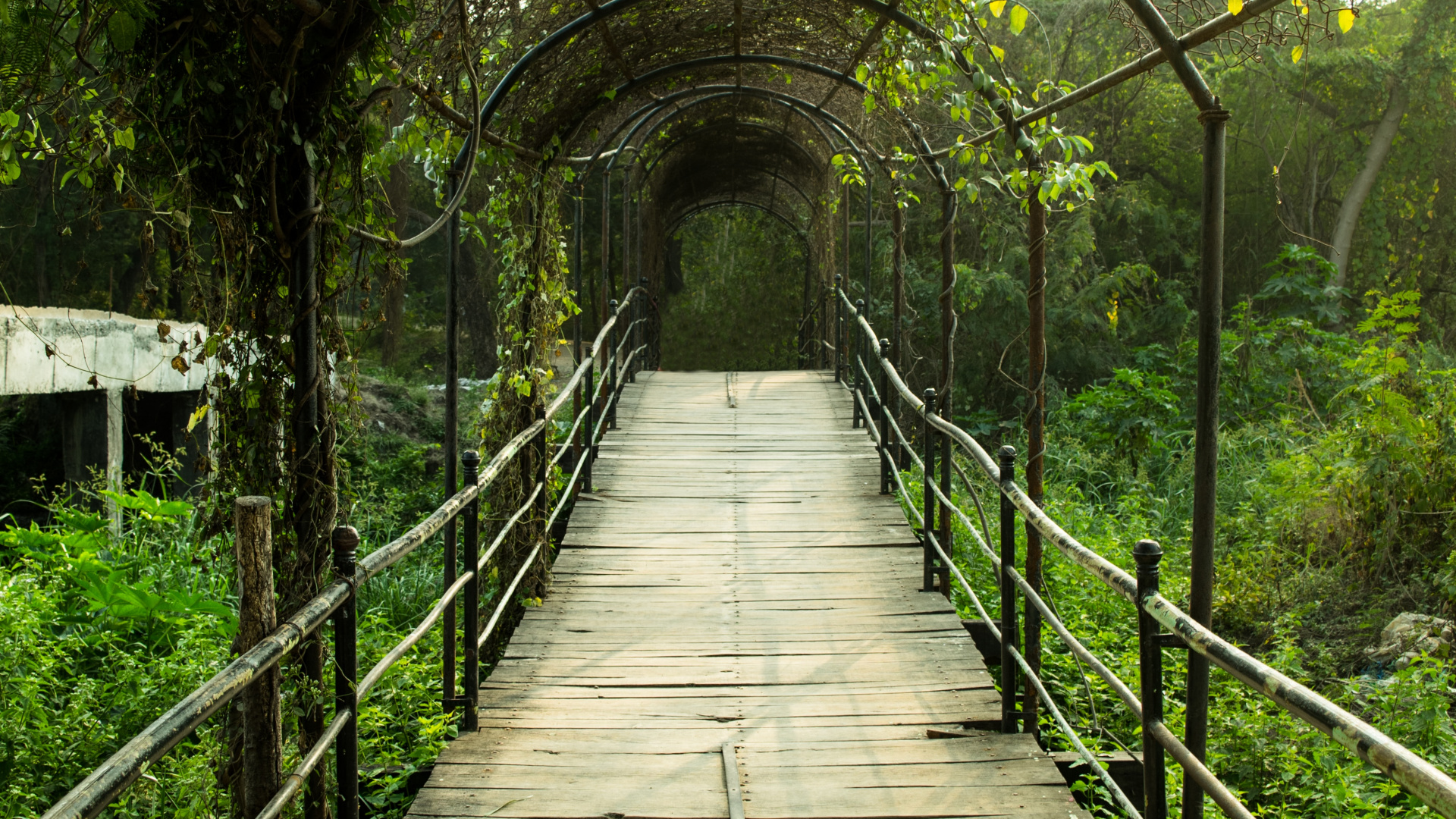 Обои природный заповедник, лес, Структура Nonbuilding, лист, дорожка в разрешении 1920x1080