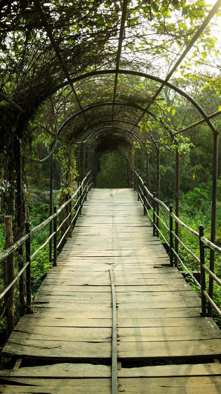 Обои природный заповедник, лес, Структура Nonbuilding, лист, дорожка в разрешении 720x1280