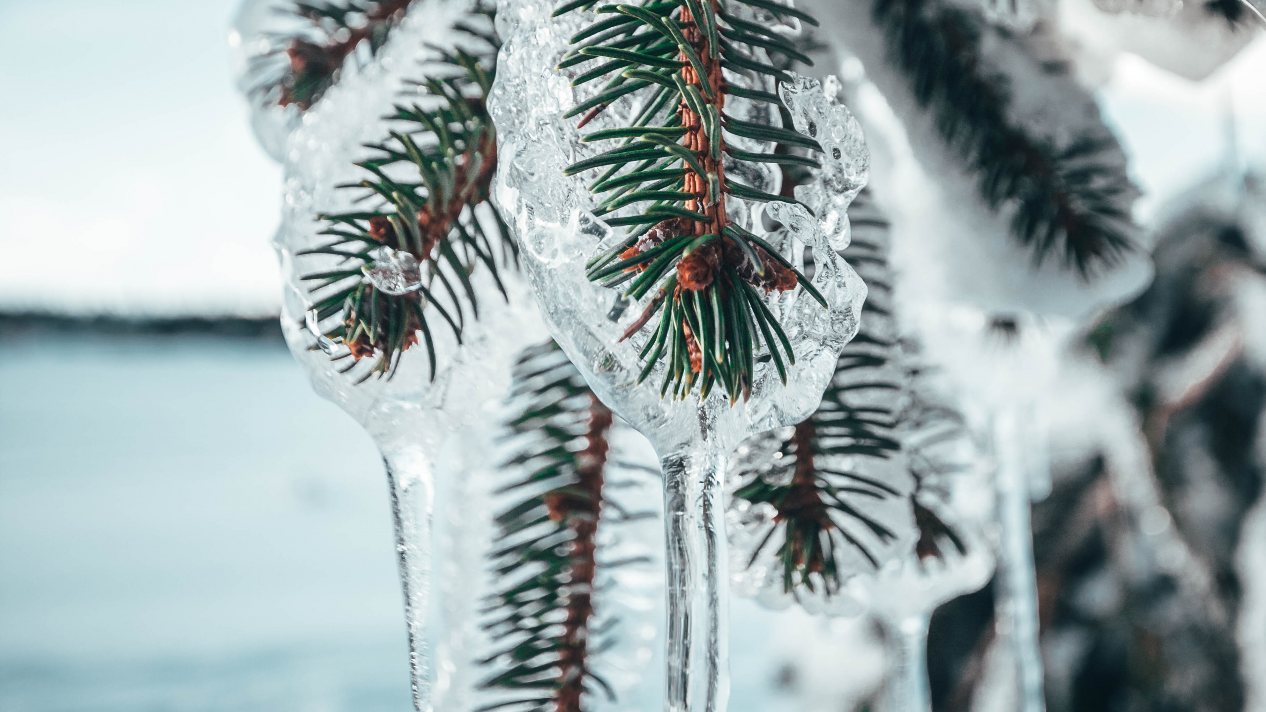 Обои зима, растение, снег, сосулька, сосна в разрешении 2560x1440