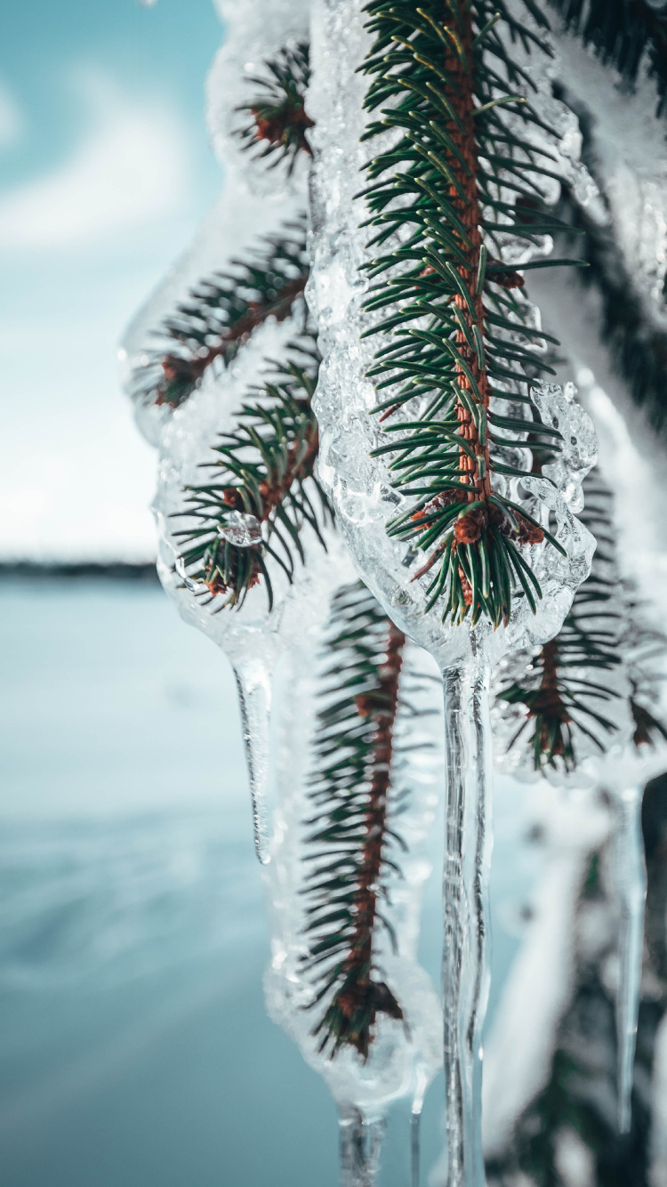 Обои зима, растение, снег, сосулька, сосна в разрешении 750x1334