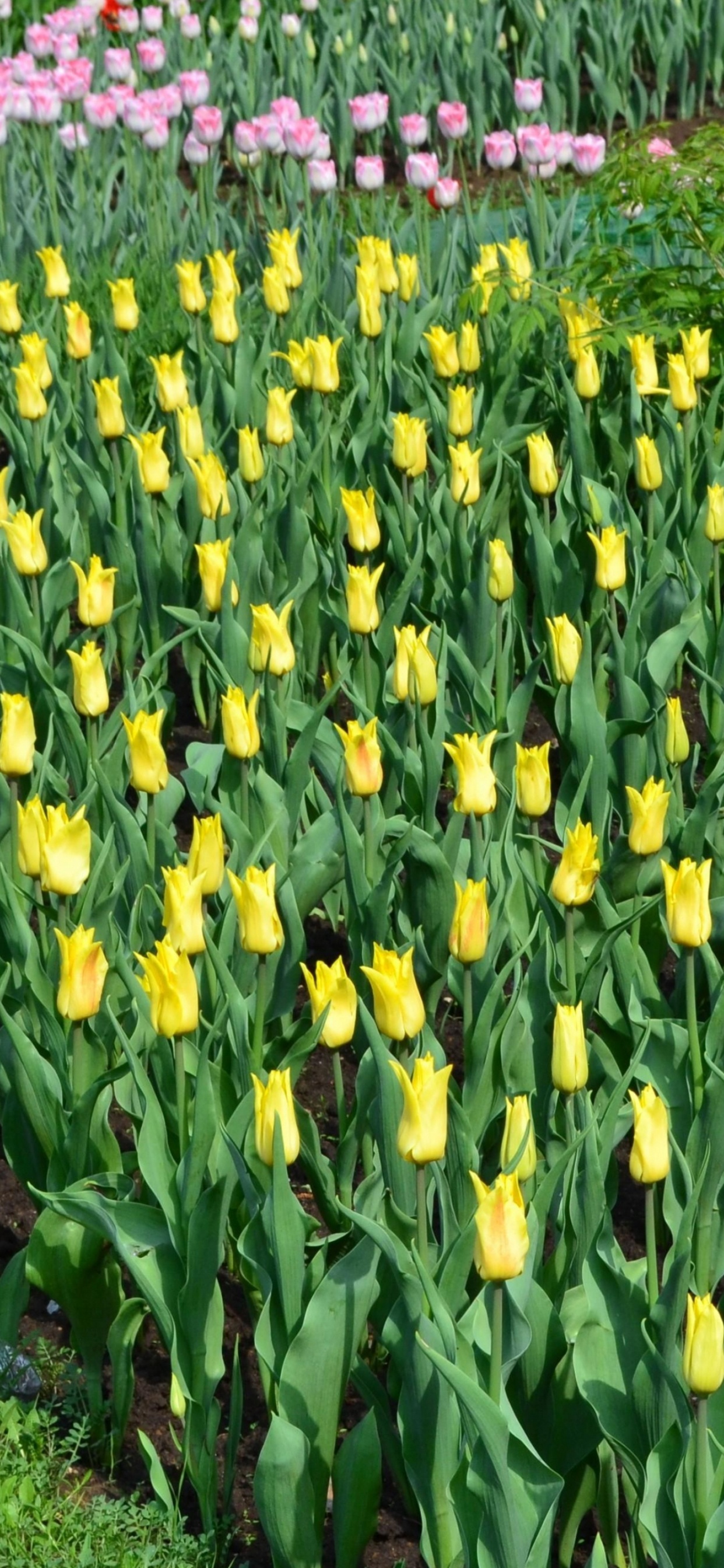 Обои цветковое растение, газон, луг, весна, Ботанический сад в разрешении 1242x2688