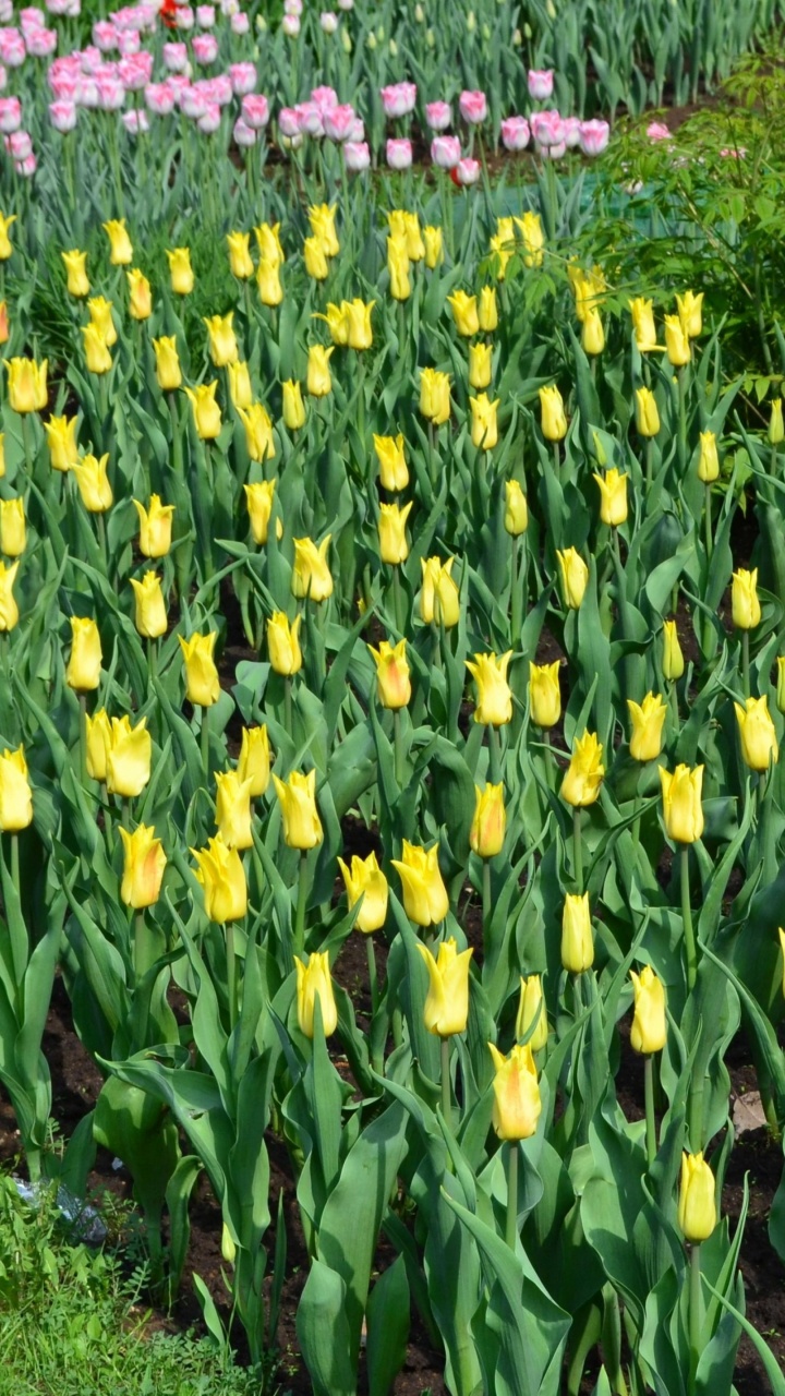 Обои цветковое растение, газон, луг, весна, Ботанический сад в разрешении 720x1280