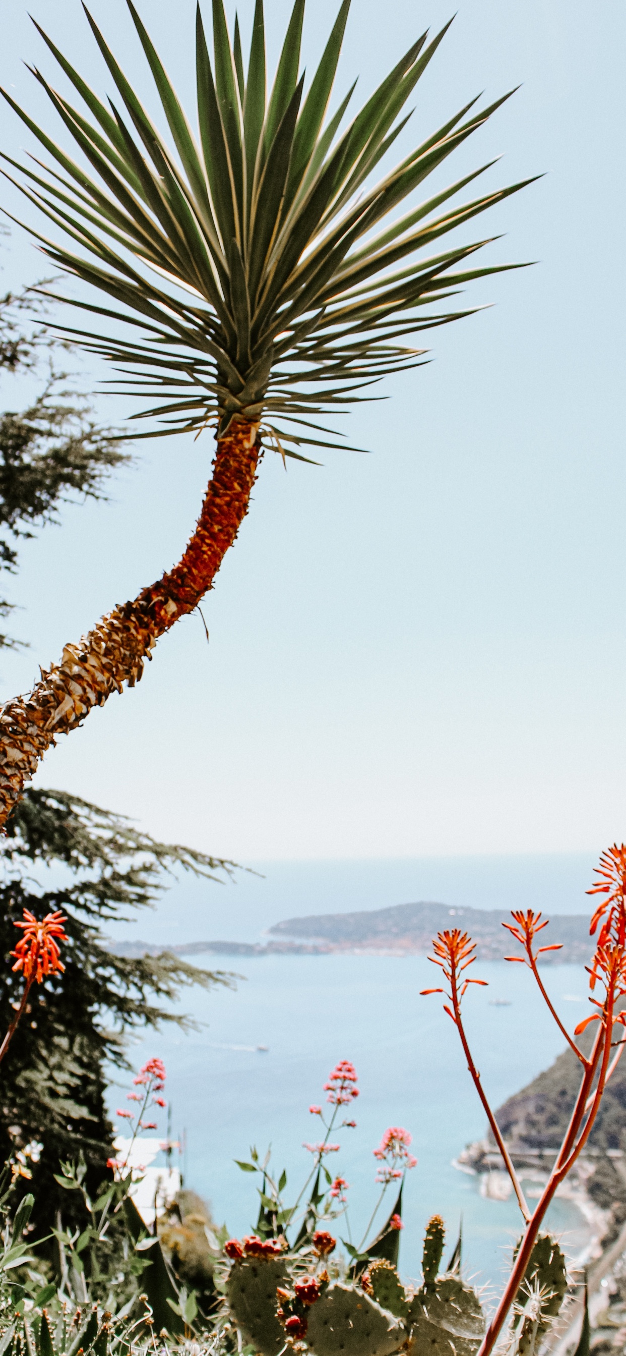 Обои рассада, пальмовые рощи, растение, цветок, растительность в разрешении 1242x2688