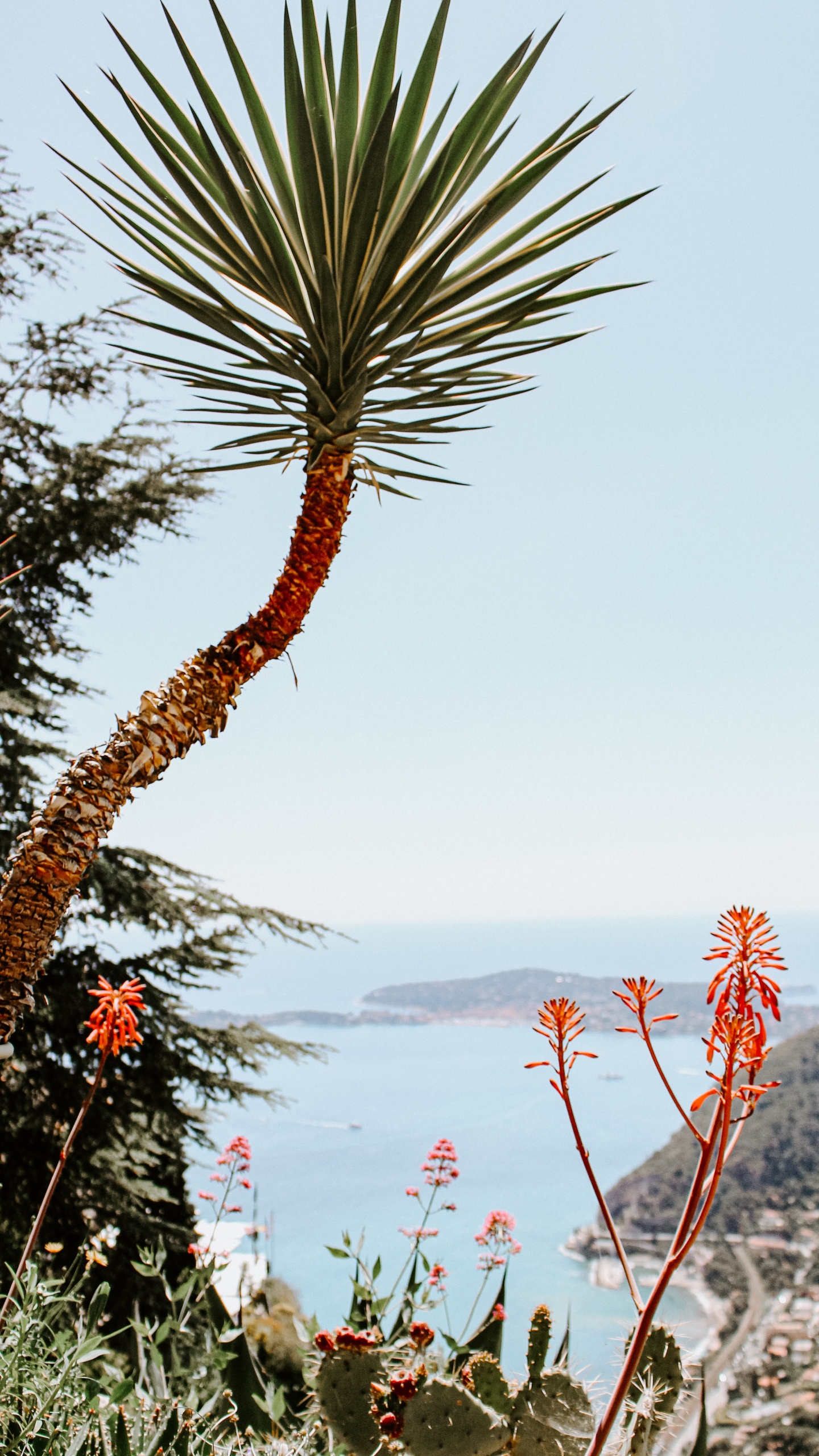 Обои рассада, пальмовые рощи, растение, цветок, растительность в разрешении 1440x2560