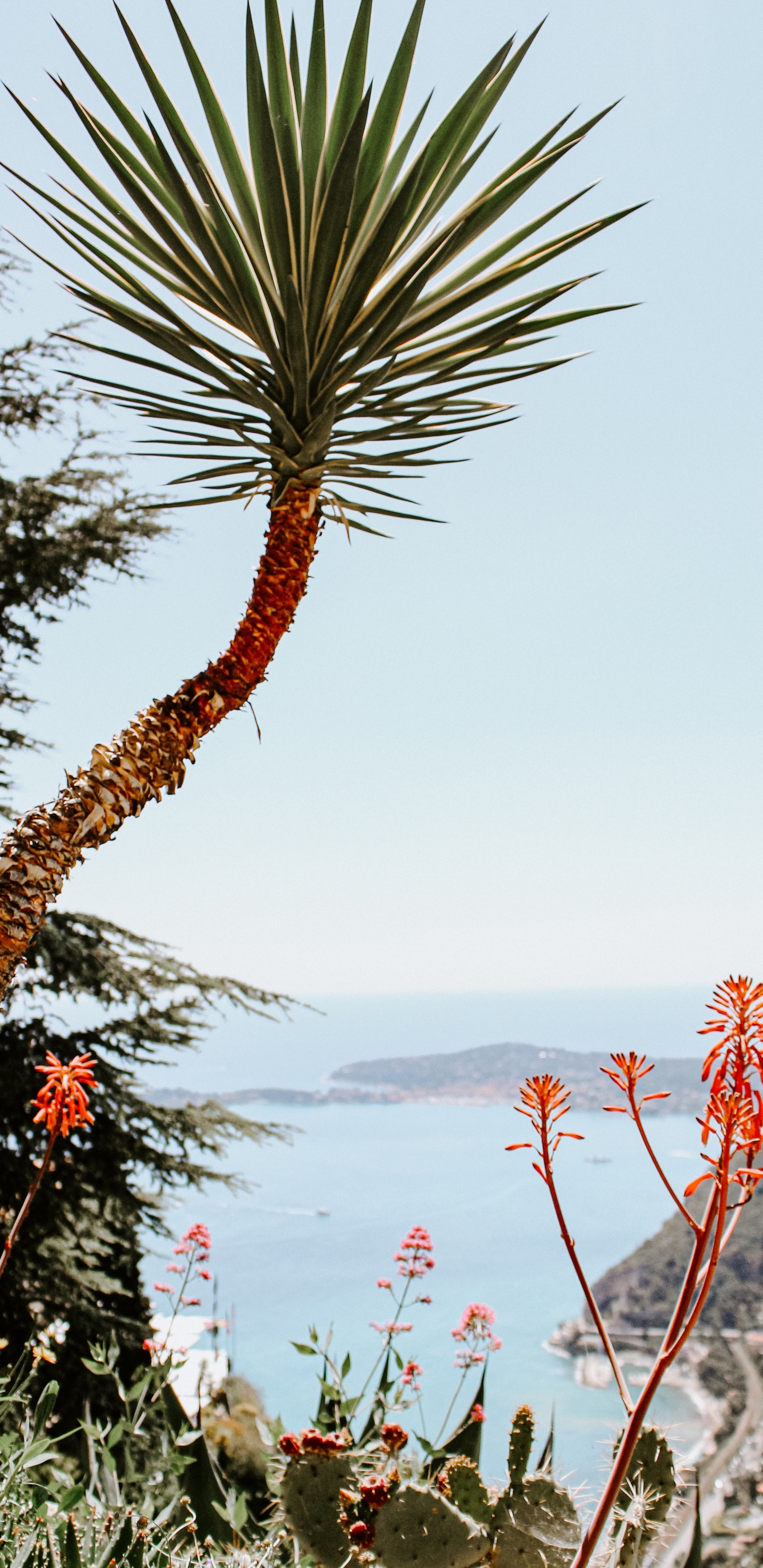 Обои рассада, пальмовые рощи, растение, цветок, растительность в разрешении 1440x2960