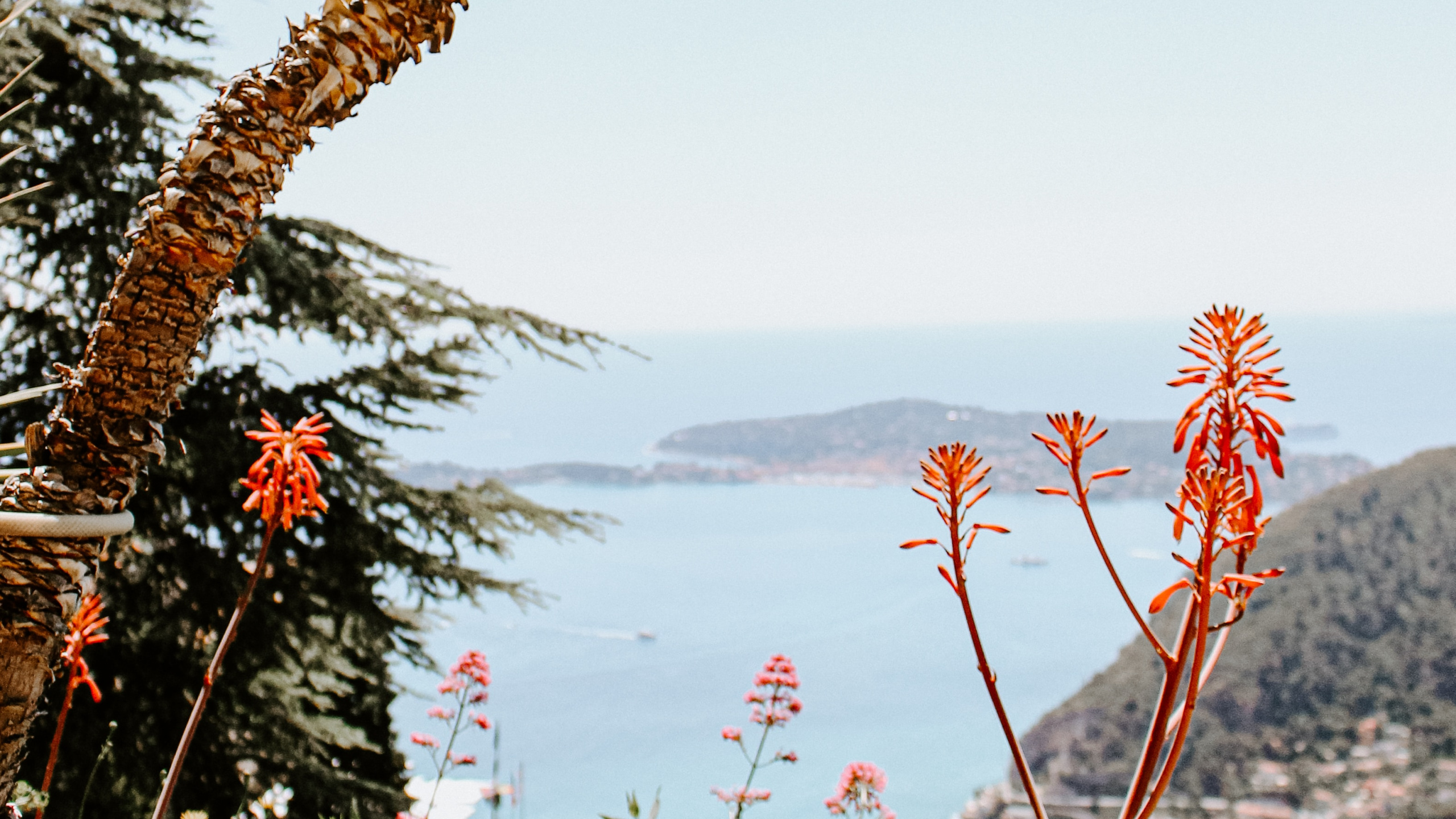 Обои рассада, пальмовые рощи, растение, цветок, растительность в разрешении 2560x1440