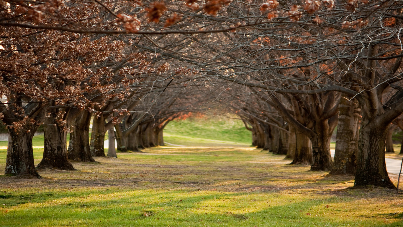 Обои дерево, природа, весна, расцвет, ветвь в разрешении 1366x768