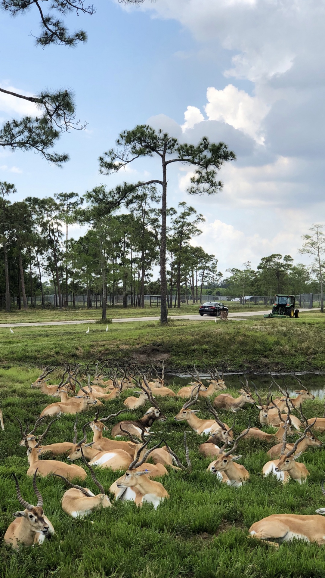 Обои дерево, сельский район, ветвь, древесные растения, овца в разрешении 1080x1920