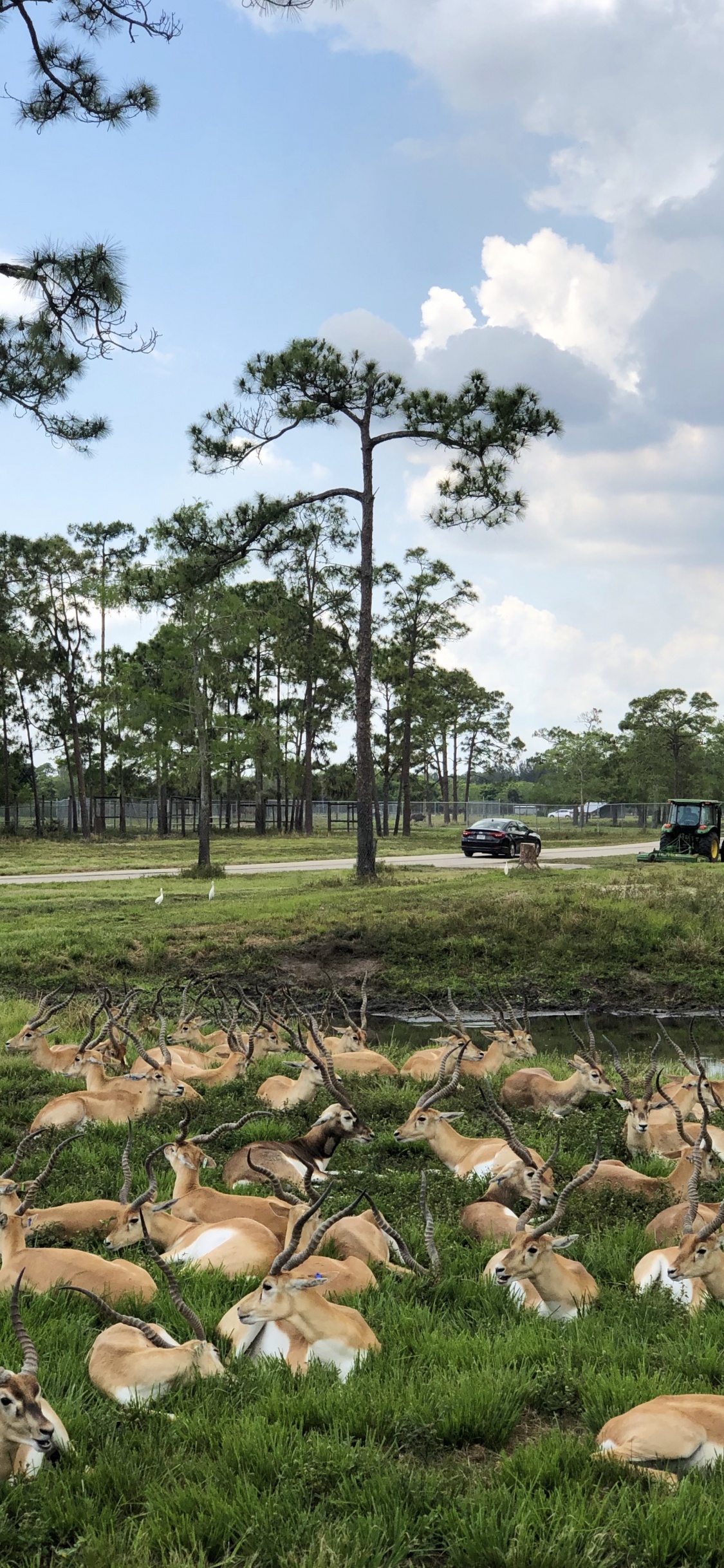 Обои дерево, сельский район, ветвь, древесные растения, овца в разрешении 1125x2436