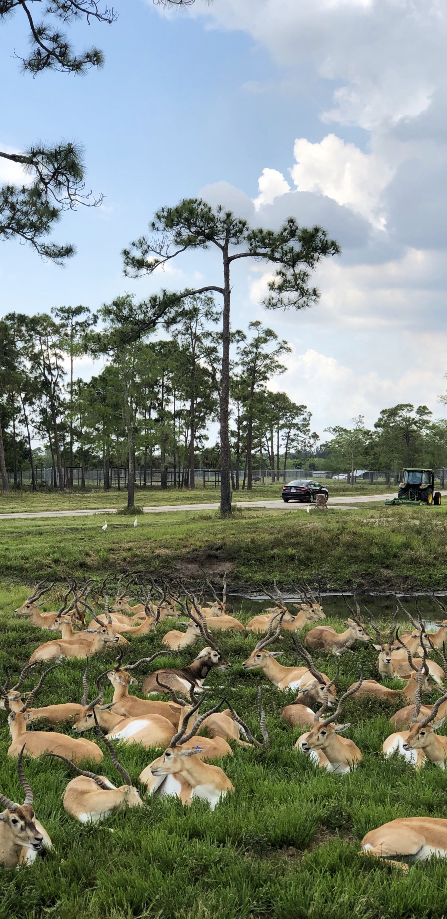 Обои дерево, сельский район, ветвь, древесные растения, овца в разрешении 1440x2960