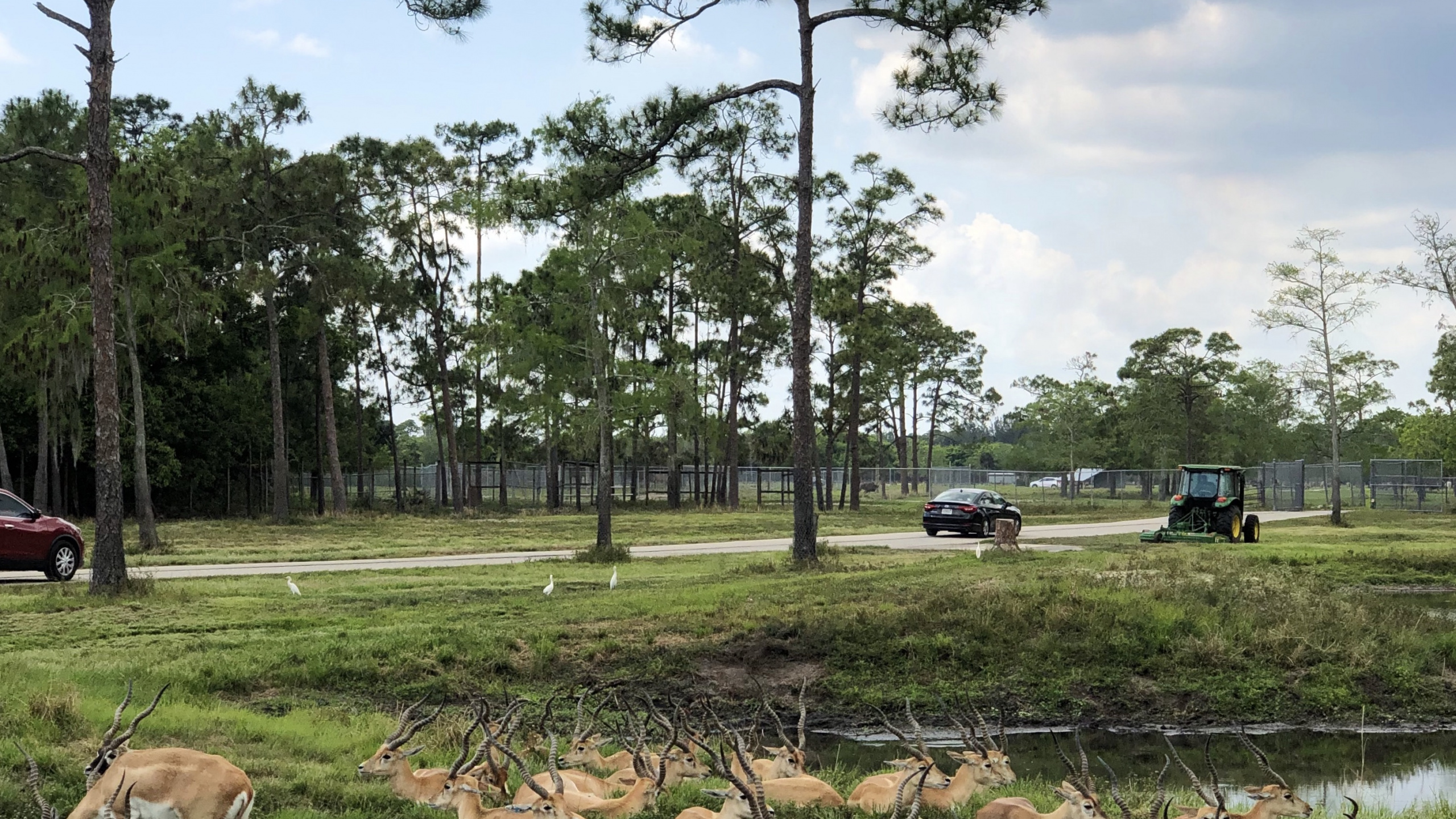 Обои дерево, сельский район, ветвь, древесные растения, овца в разрешении 2560x1440