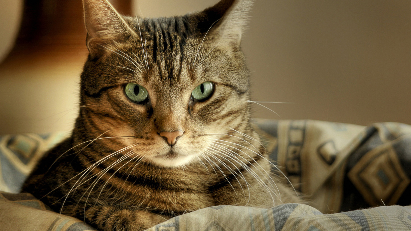 Обои полосатый кот, котенок, черная кошка, кот, бакенбарды в разрешении 1366x768