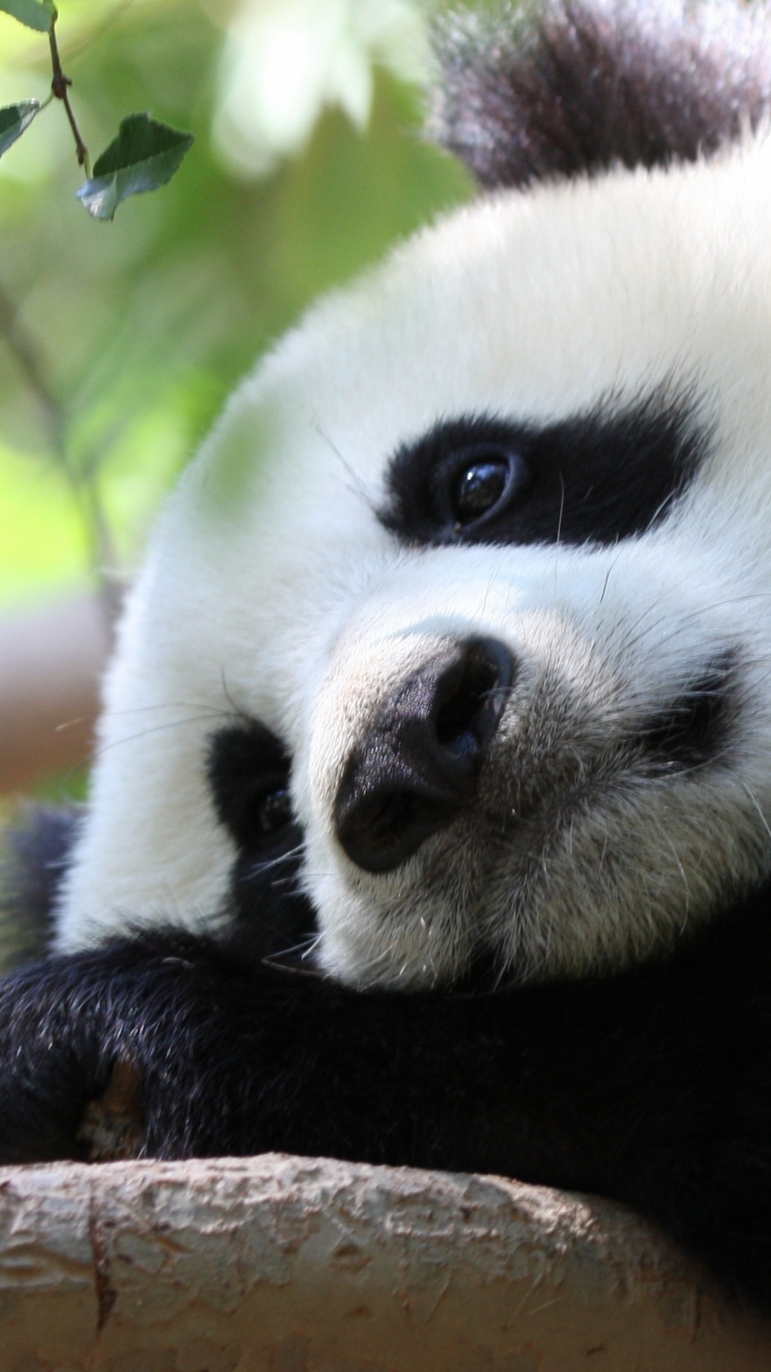 Обои гигантская панда, наземные животные, морда, нос, мех в разрешении 1080x1920